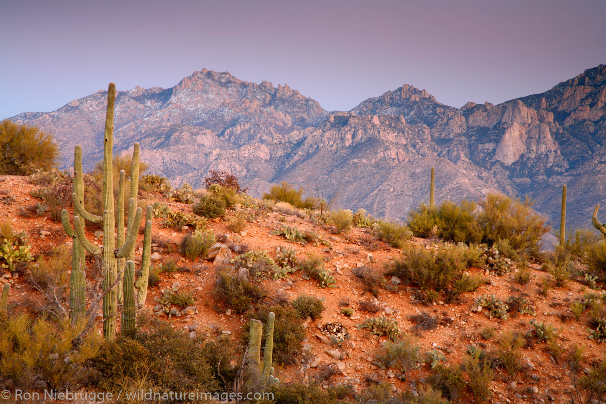 Looking towards the Santa Catalina Mountains of the Coronado National Forest, Oro Valley, Tucson, Arizona.