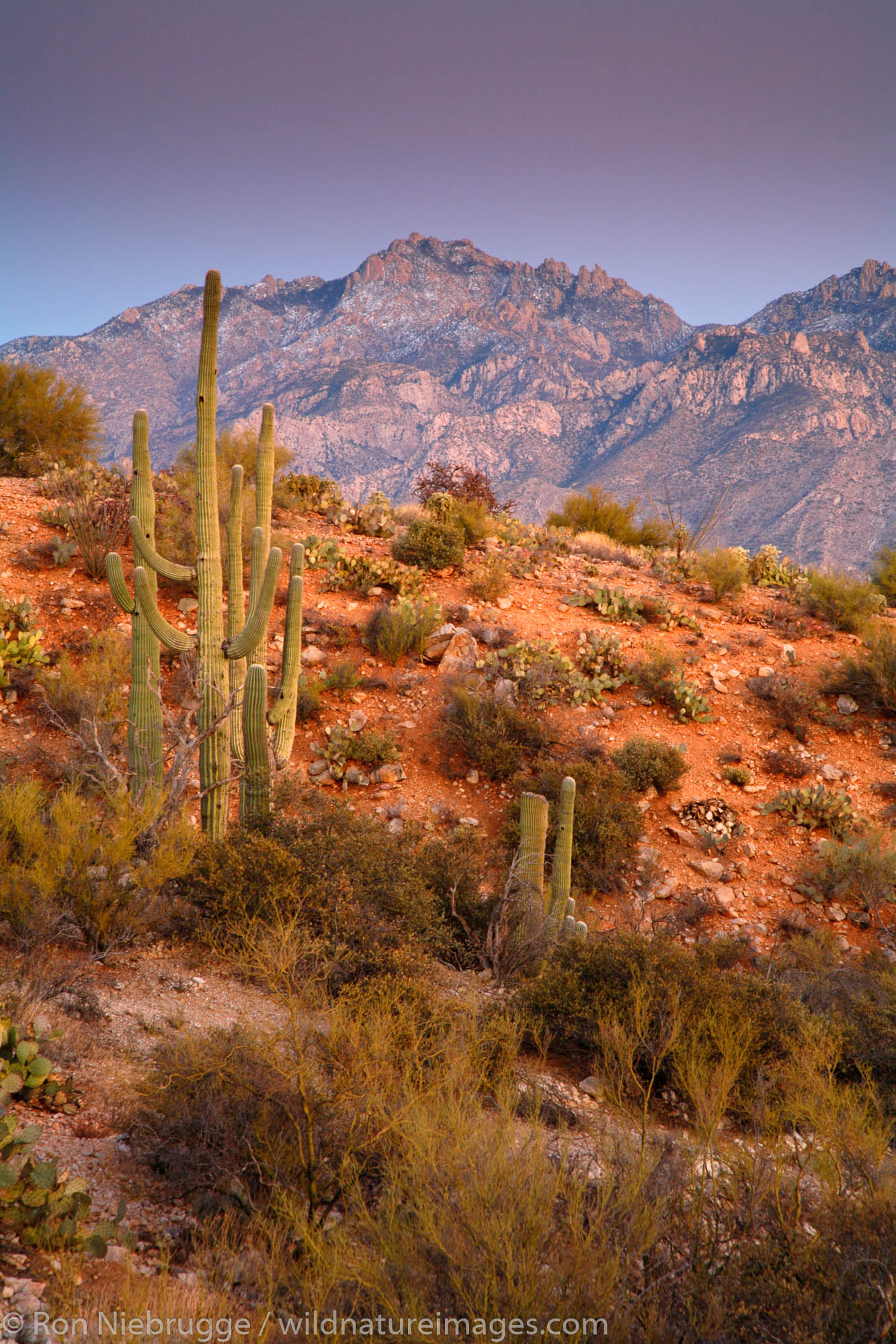 Oro Valley Az Weather