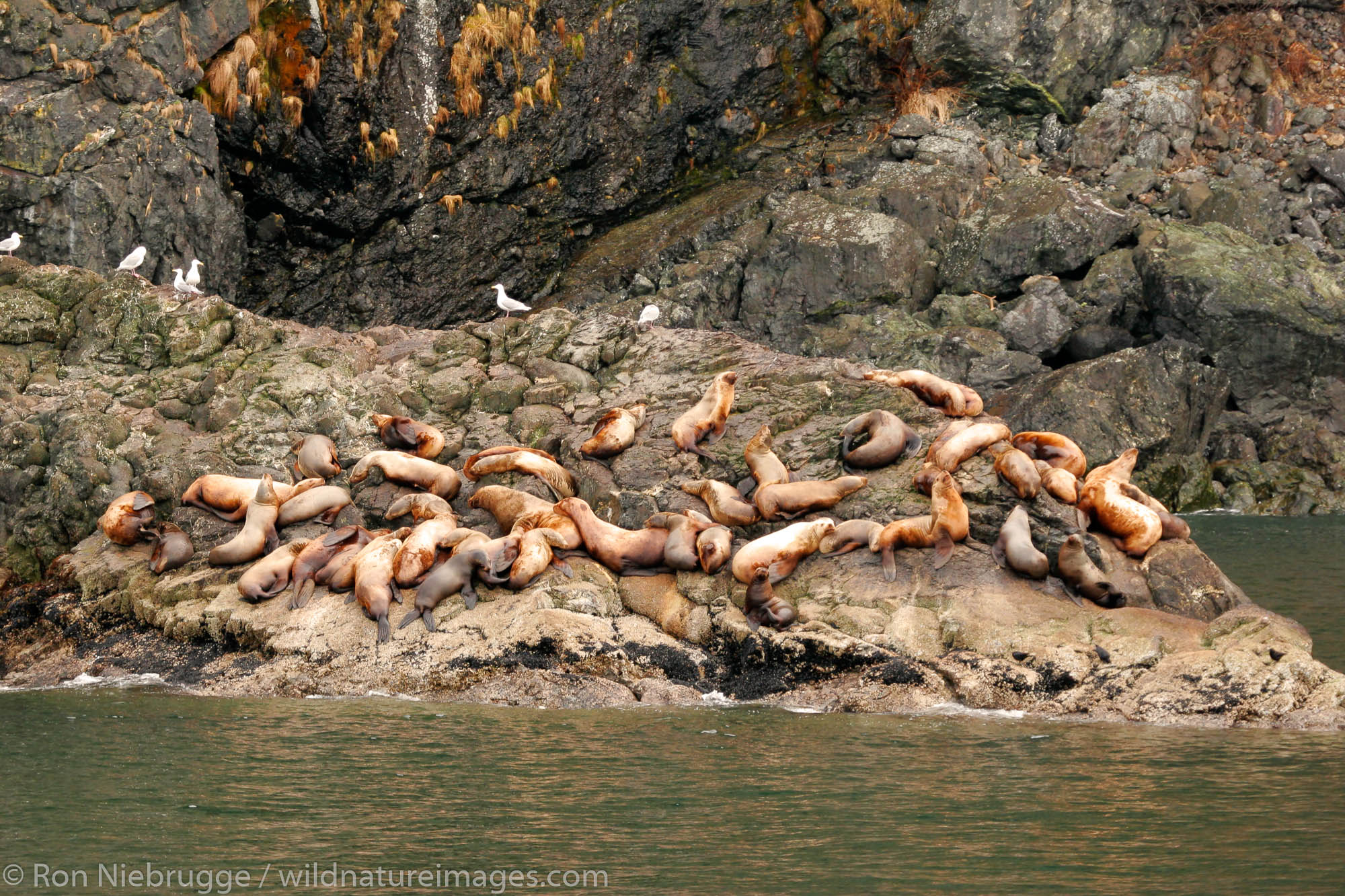Steller Sea Lions in Resurrection Bay, near Seward, Alaska.