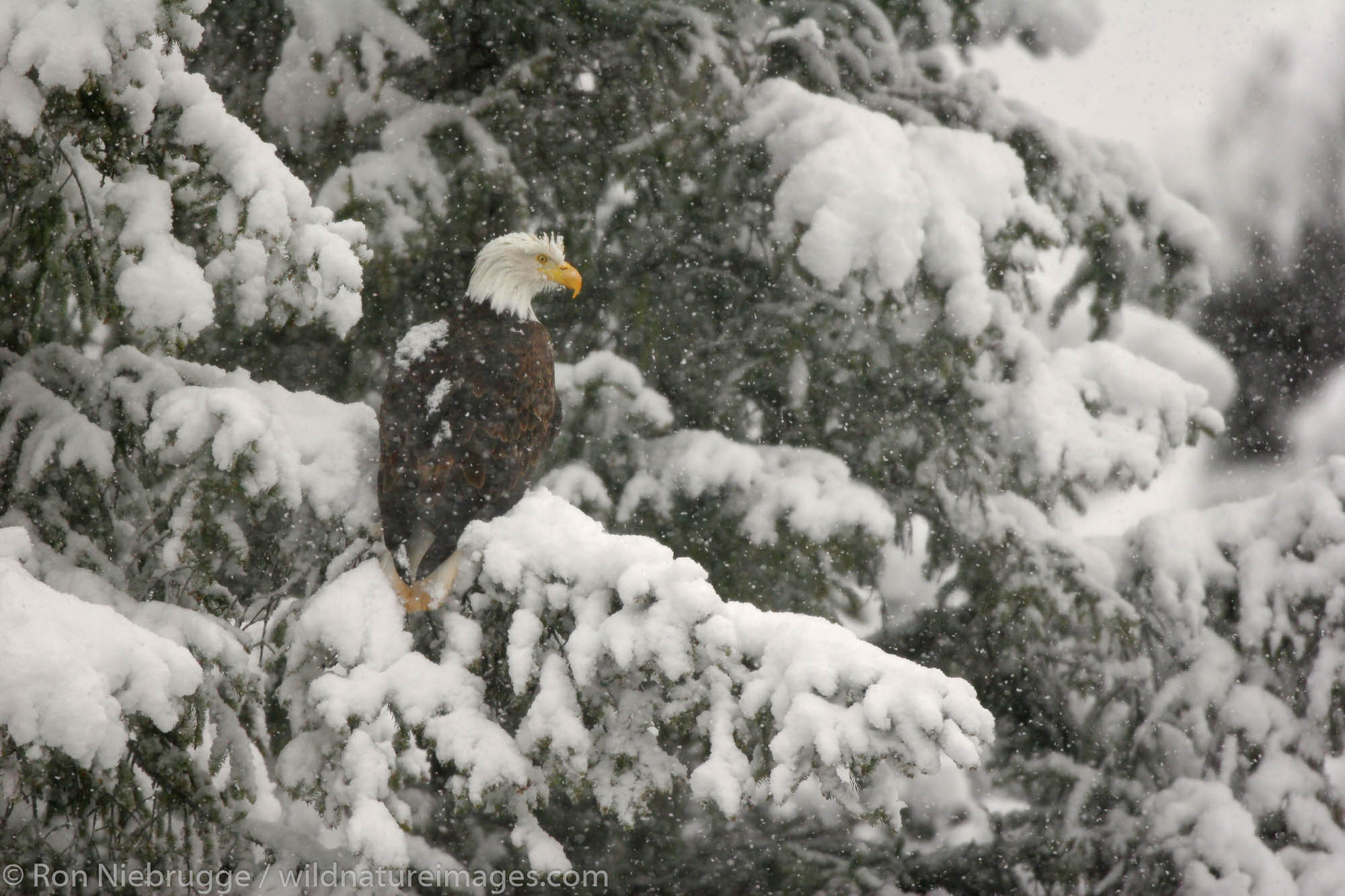 A Bald Eagle in winter, Chugach National Forest, Alaska