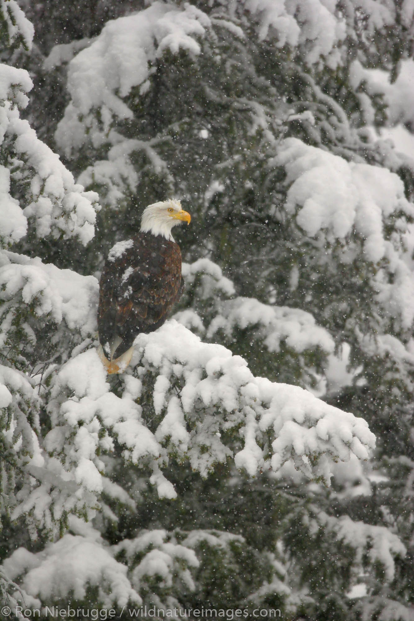 A Bald Eagle in winter, Chugach National Forest, Alaska
