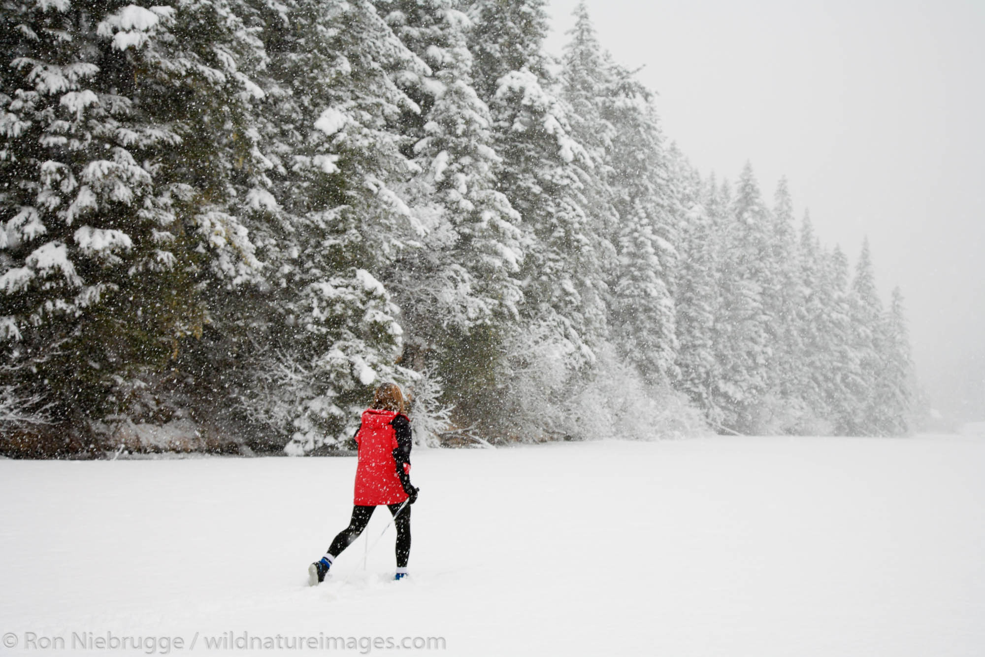 Cross Country skiing across a frozen lake during winter snow storm, Chugach National Forest, Alaska.