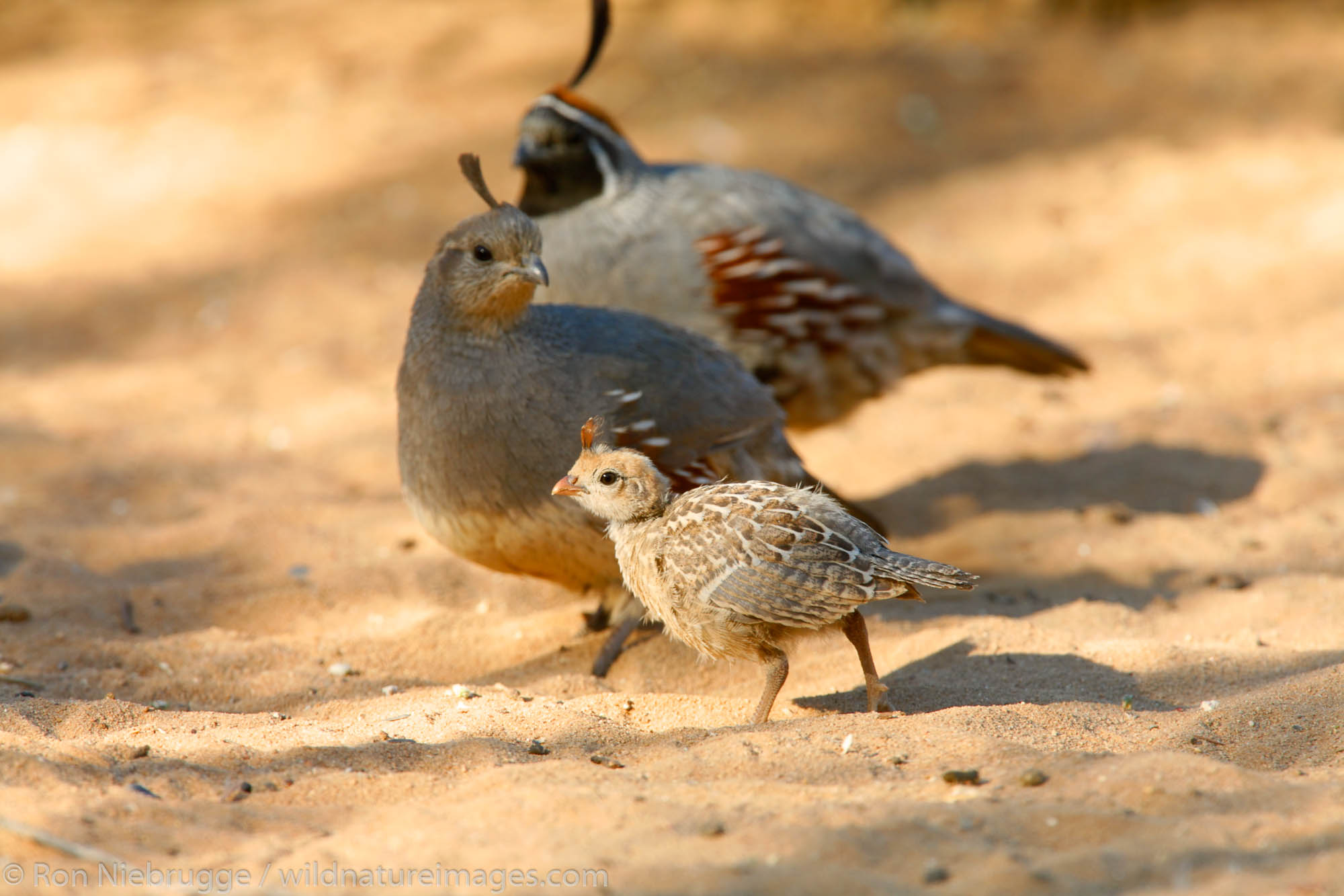 Gambel's Quail adult with babies, Pioneertown, Mojave Desert, California