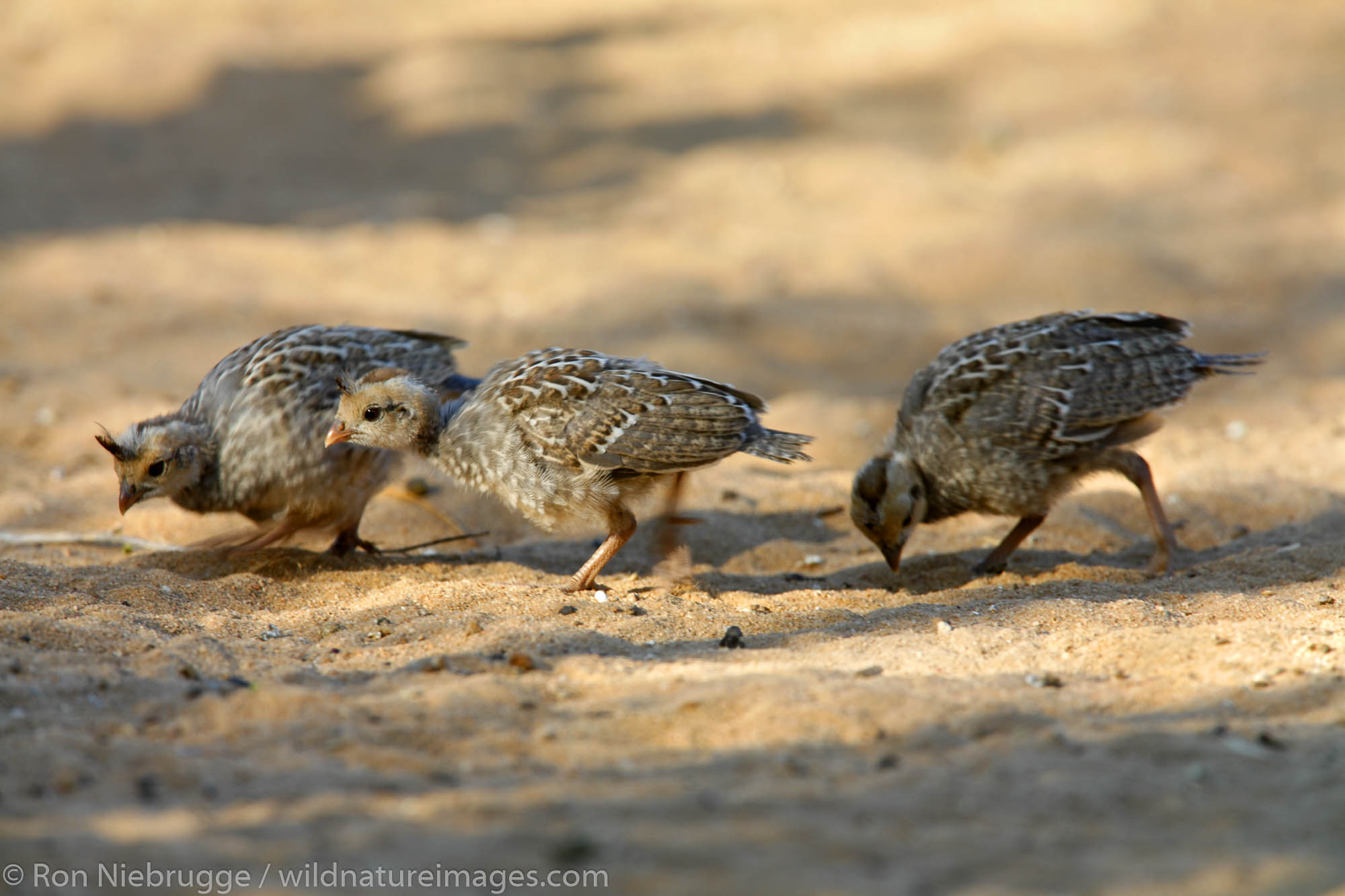 Gambel's Quail adult with babies, Pioneertown, Mojave Desert, California.