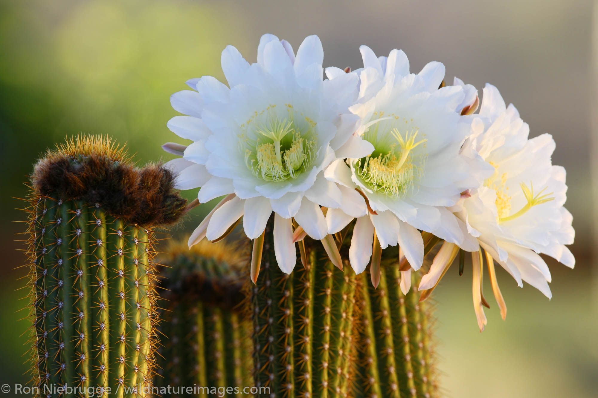 Night Blooming Cactus.  This cactus blooms at night and the flower lasts only one day. Pioneertown, Mojave Desert, California...