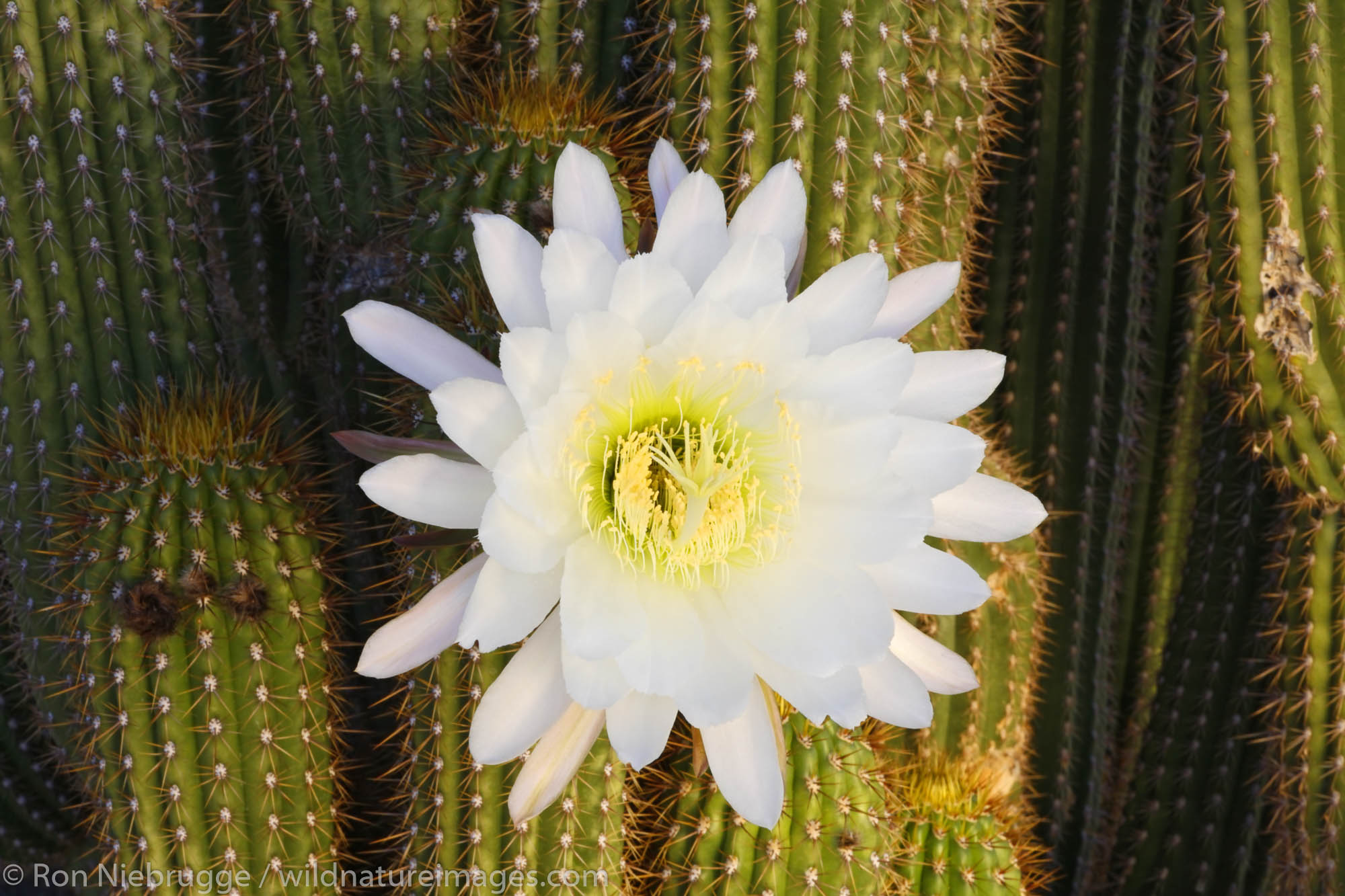 Night Blooming Cactus.  This cactus blooms at night and the flower lasts only one day. Pioneertown, Mojave Desert, California...