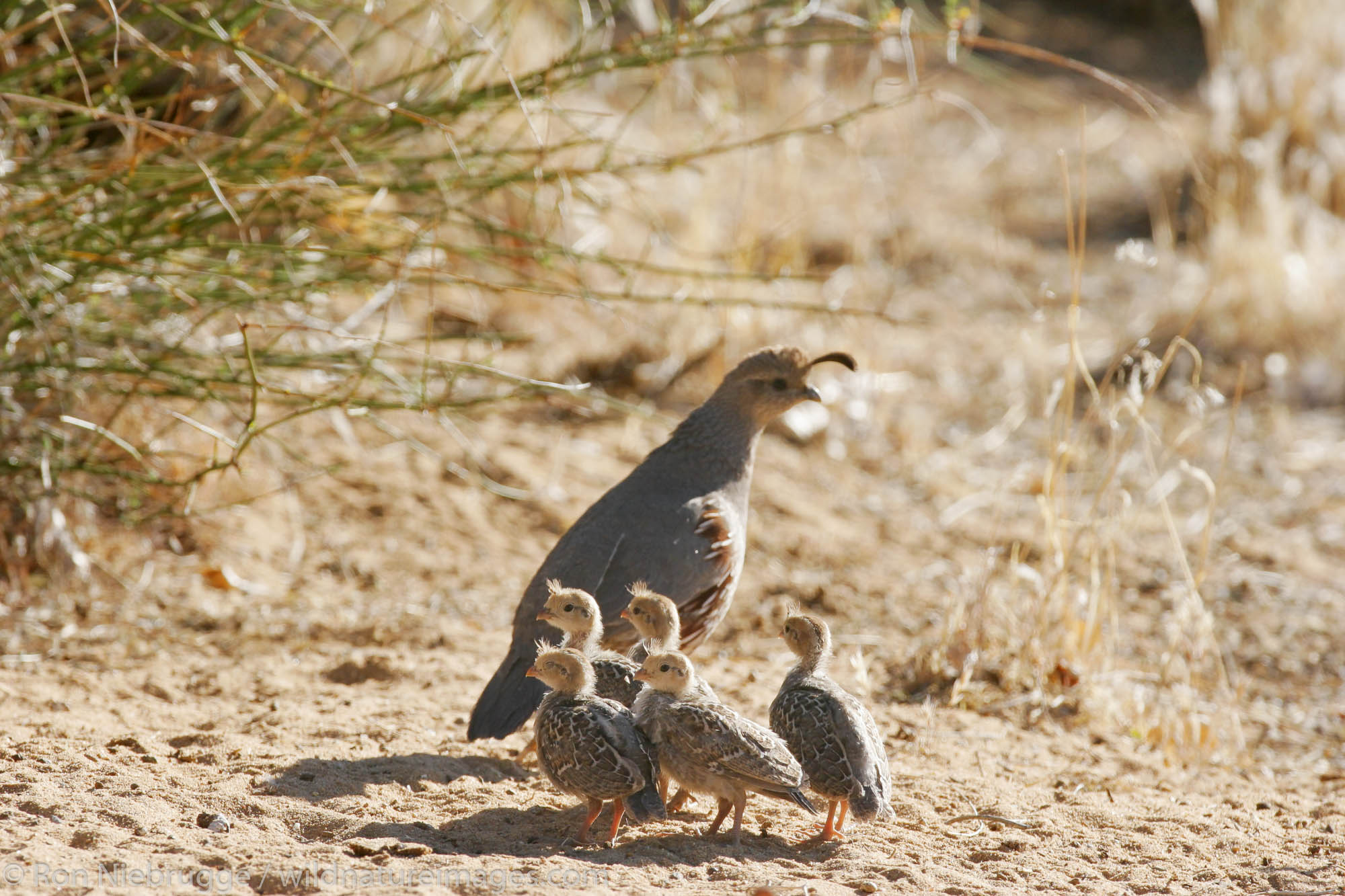 Gambel's Quail adult with babies, Pioneertown, Mojave Desert, California.