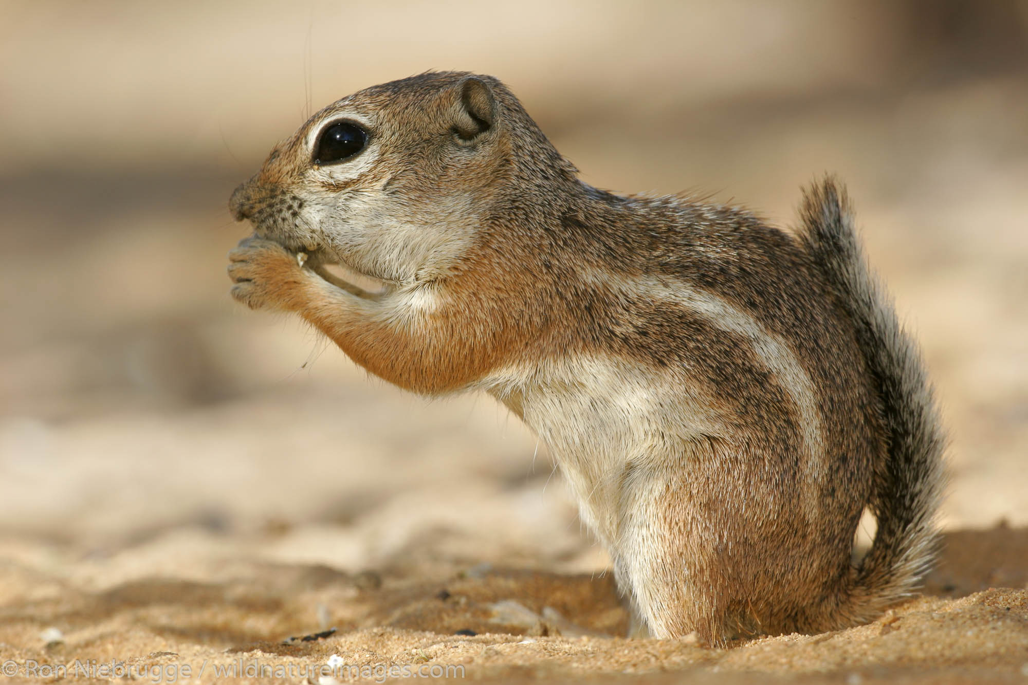 White-tailed Antelope Squirrel, Pioneertown, Mojave Desert, California.