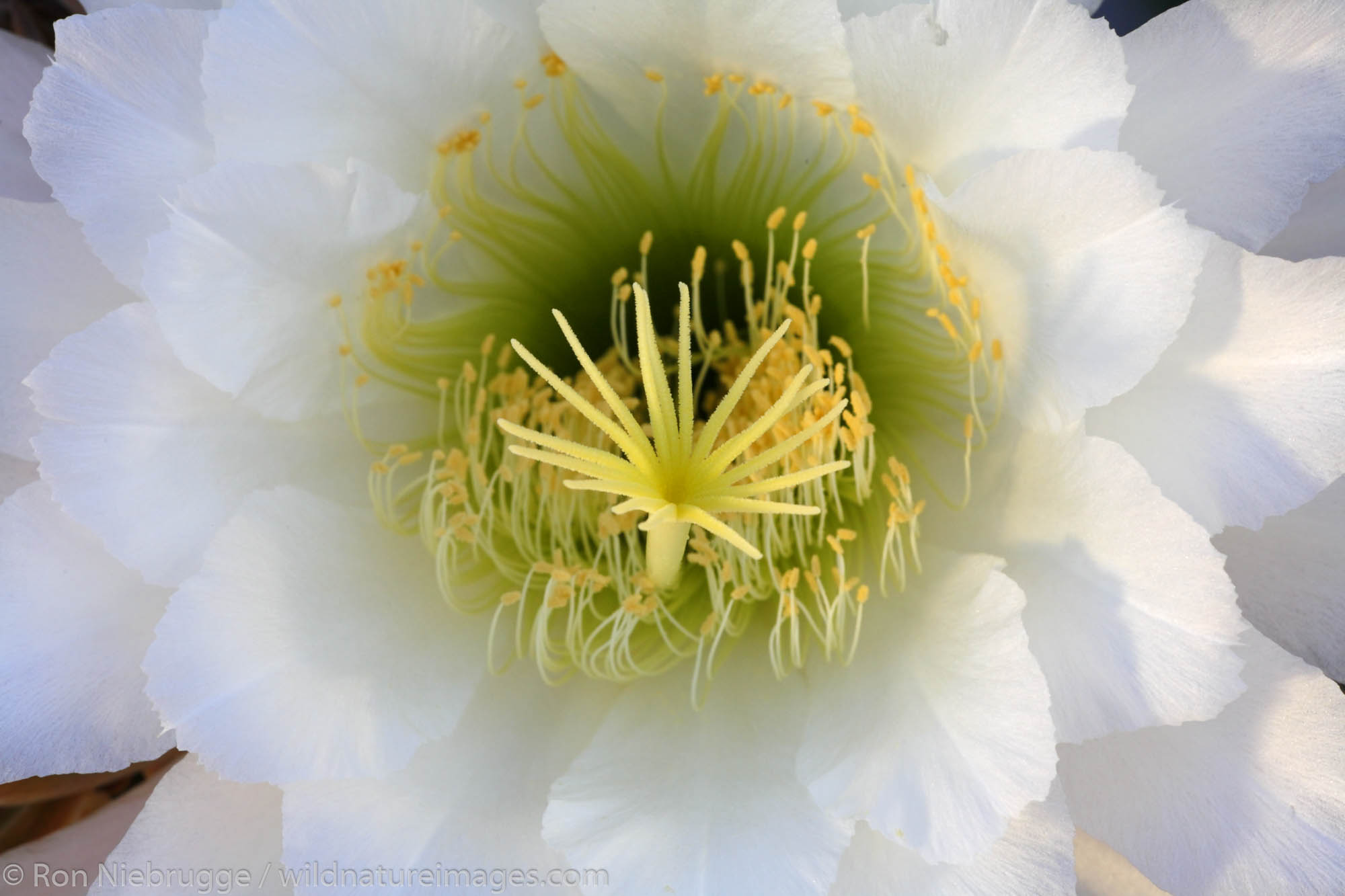 Night Blooming Cactus.  This cactus blooms at night and the flower lasts only one day.  Pioneertown, Mojave Desert, California...