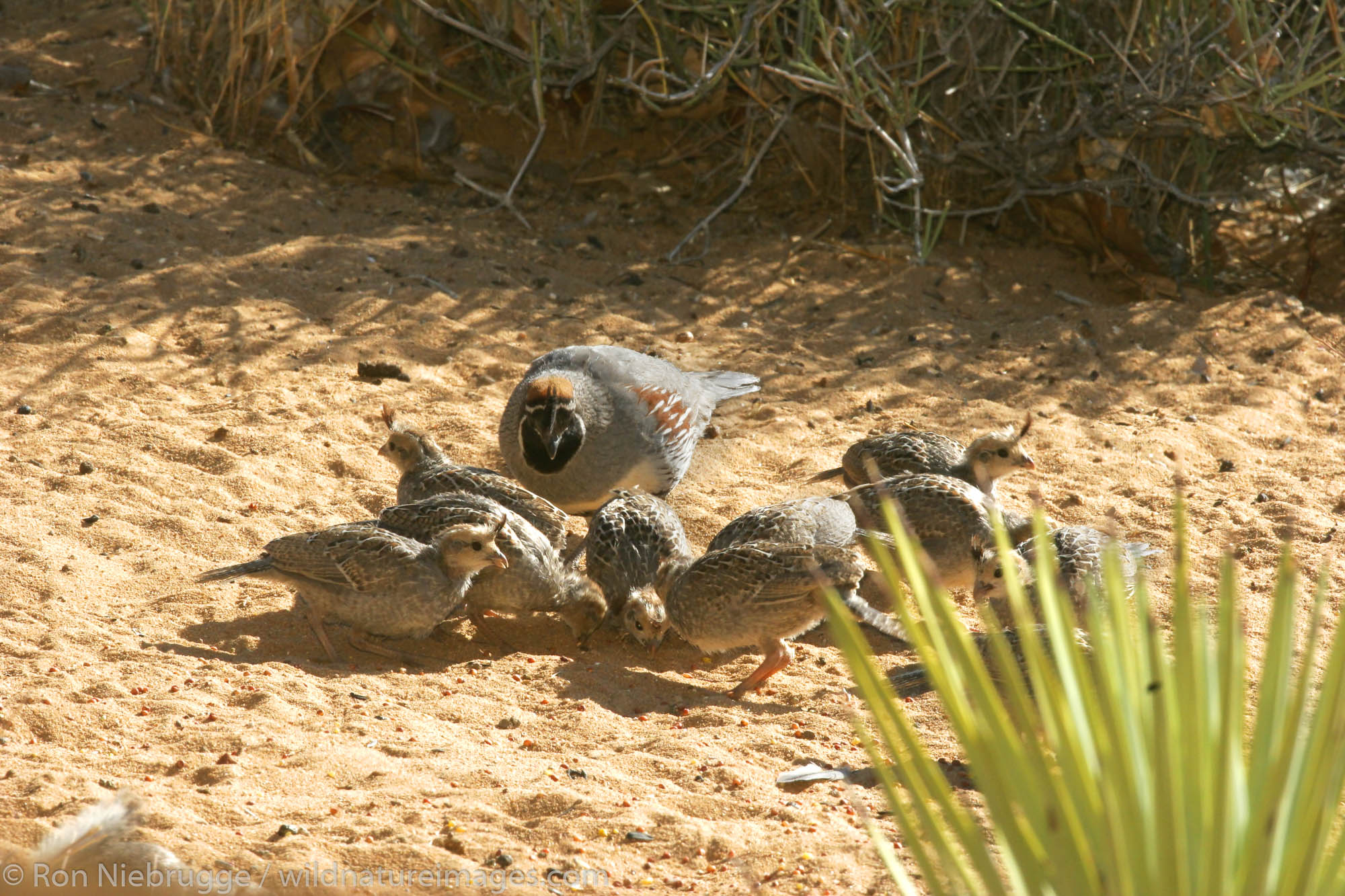 Gambel's Quail adult with babies, Pioneertown, Mojave Desert, California.