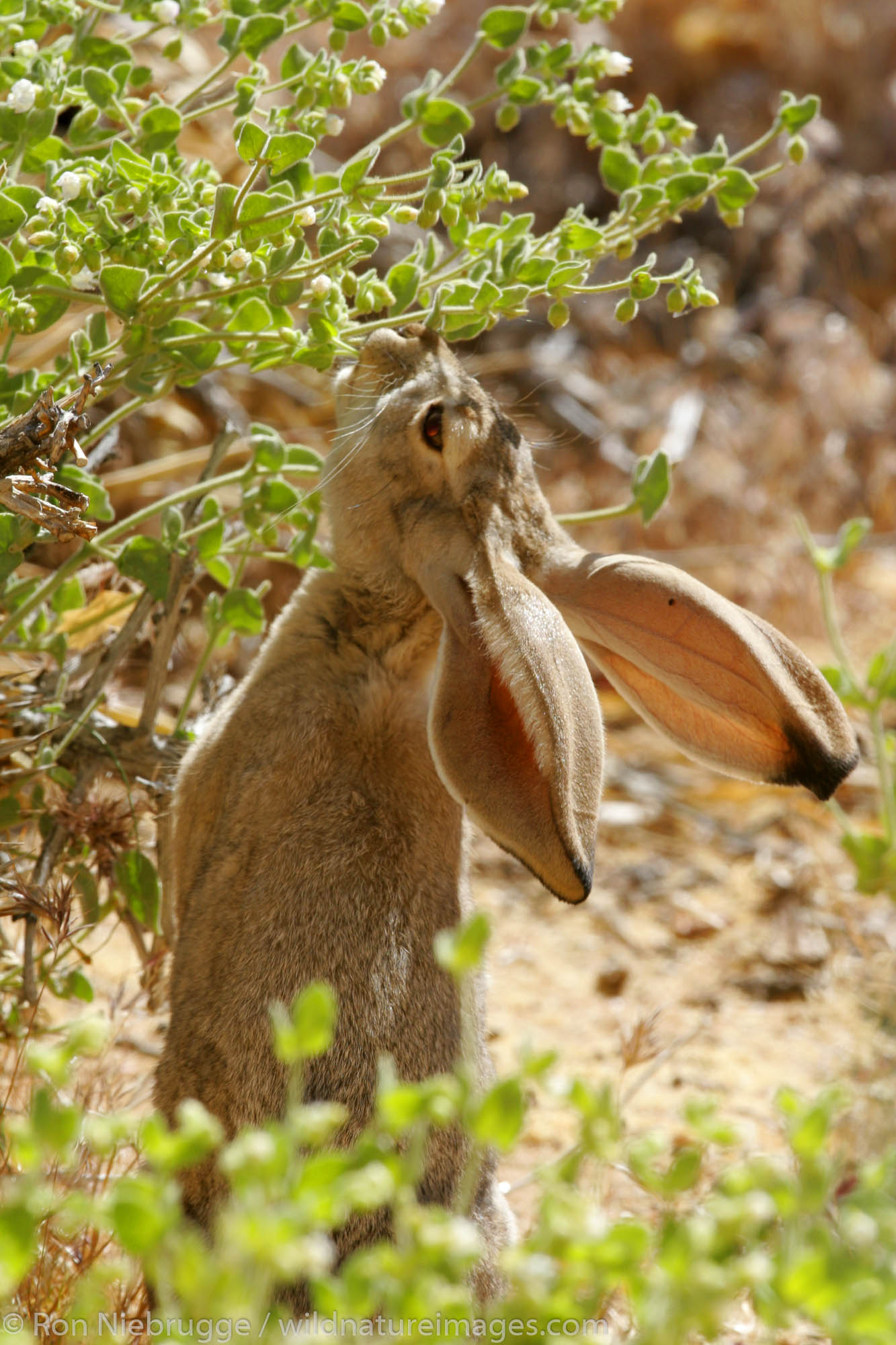 Black-tailed Jackrabbit, Pioneertown, Mojave Desert, California.