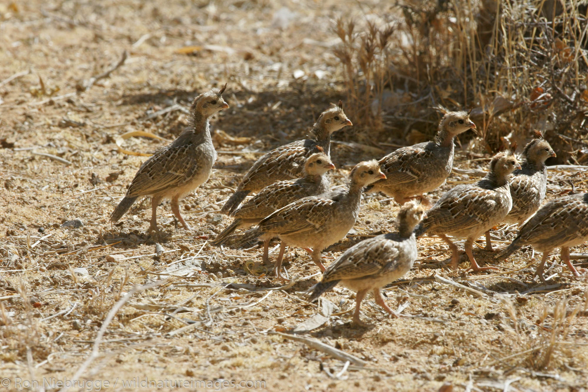 Gambel's Quail adult with babies, Pioneertown, Mojave Desert, California.