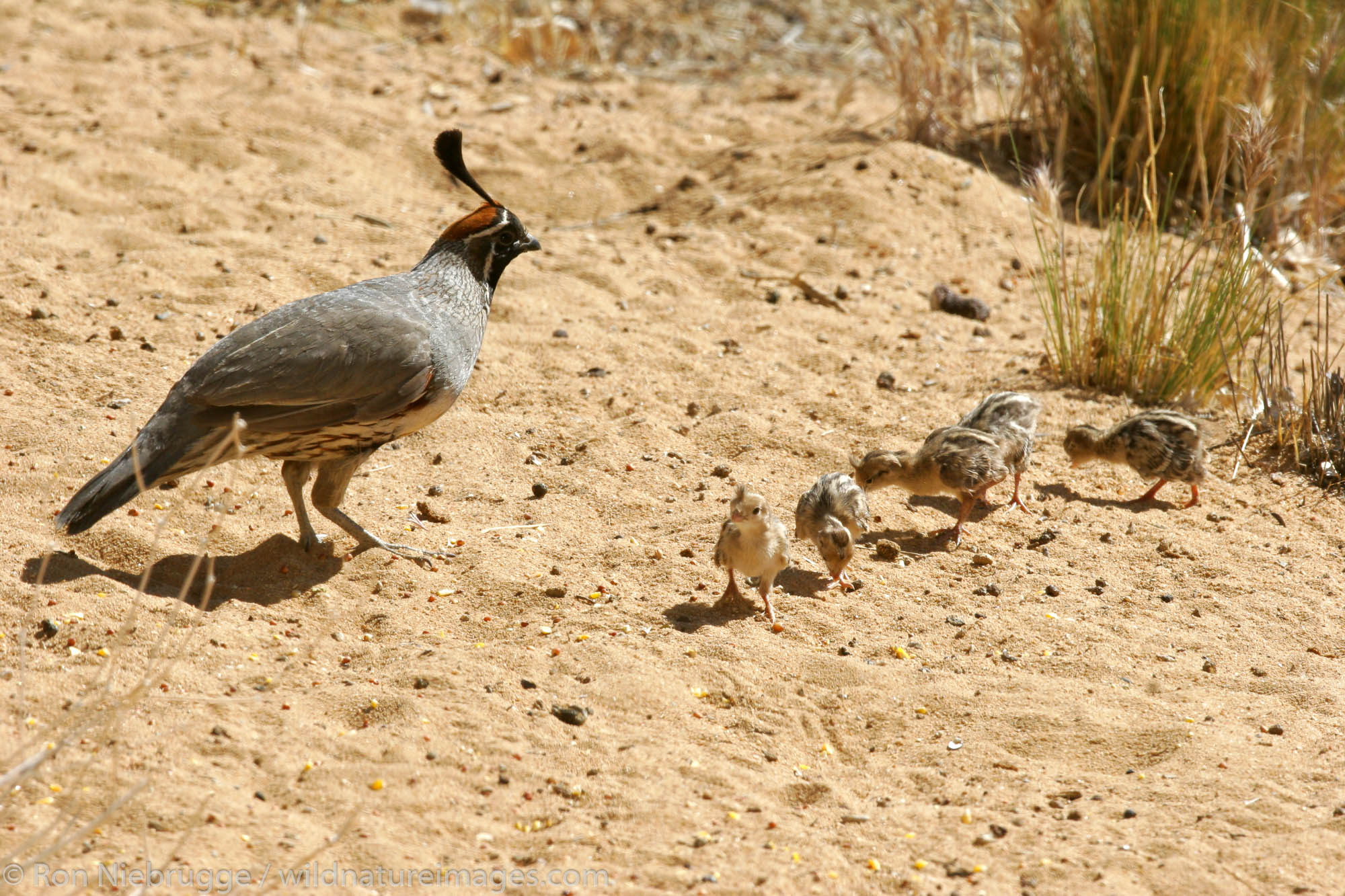 Gambel's Quail adult with babies, Pioneertown, Mojave Desert, California.