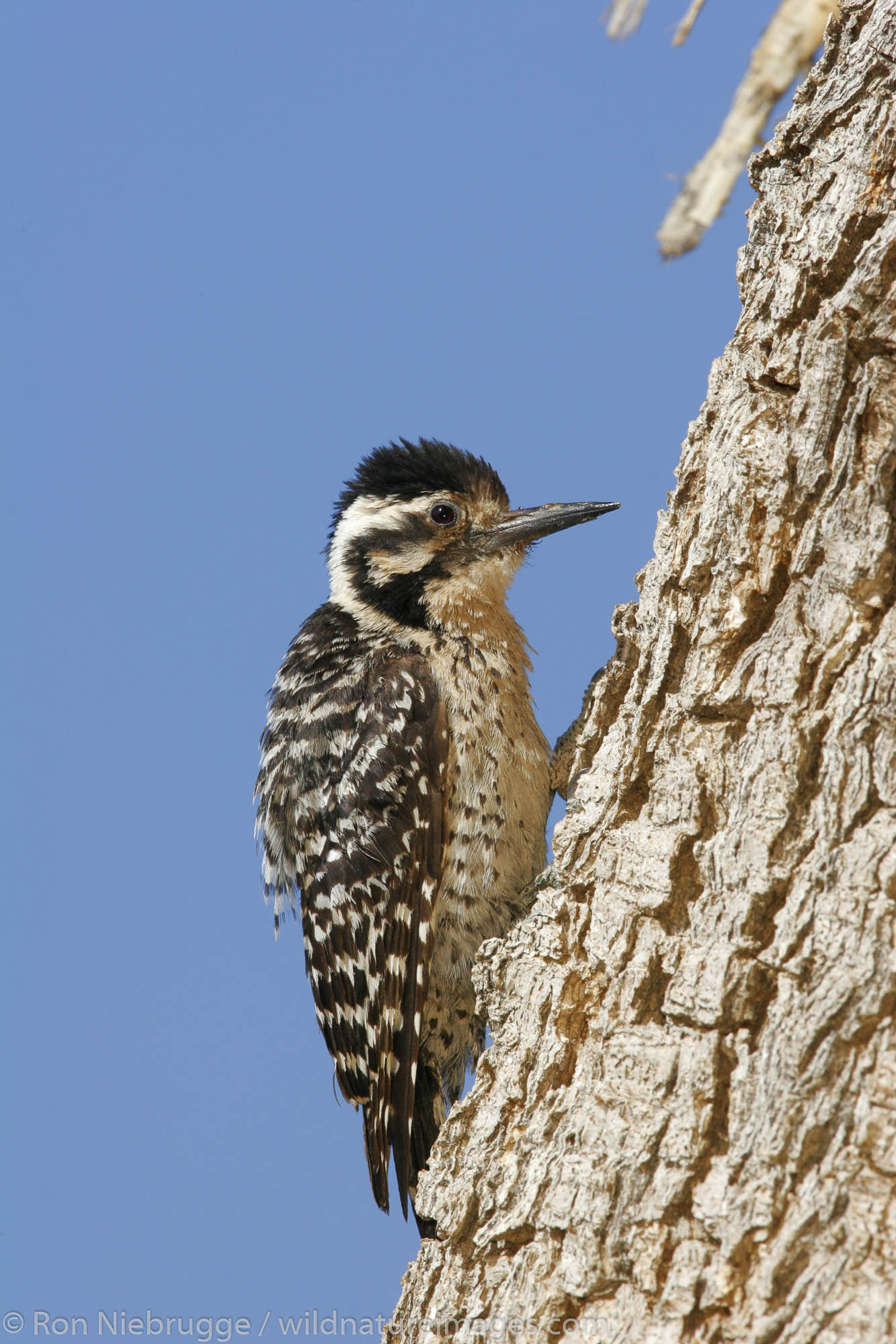 Ladder-Backed Woodpecker on a Joshua Tree, Pioneertown, Mojave Desert, California.