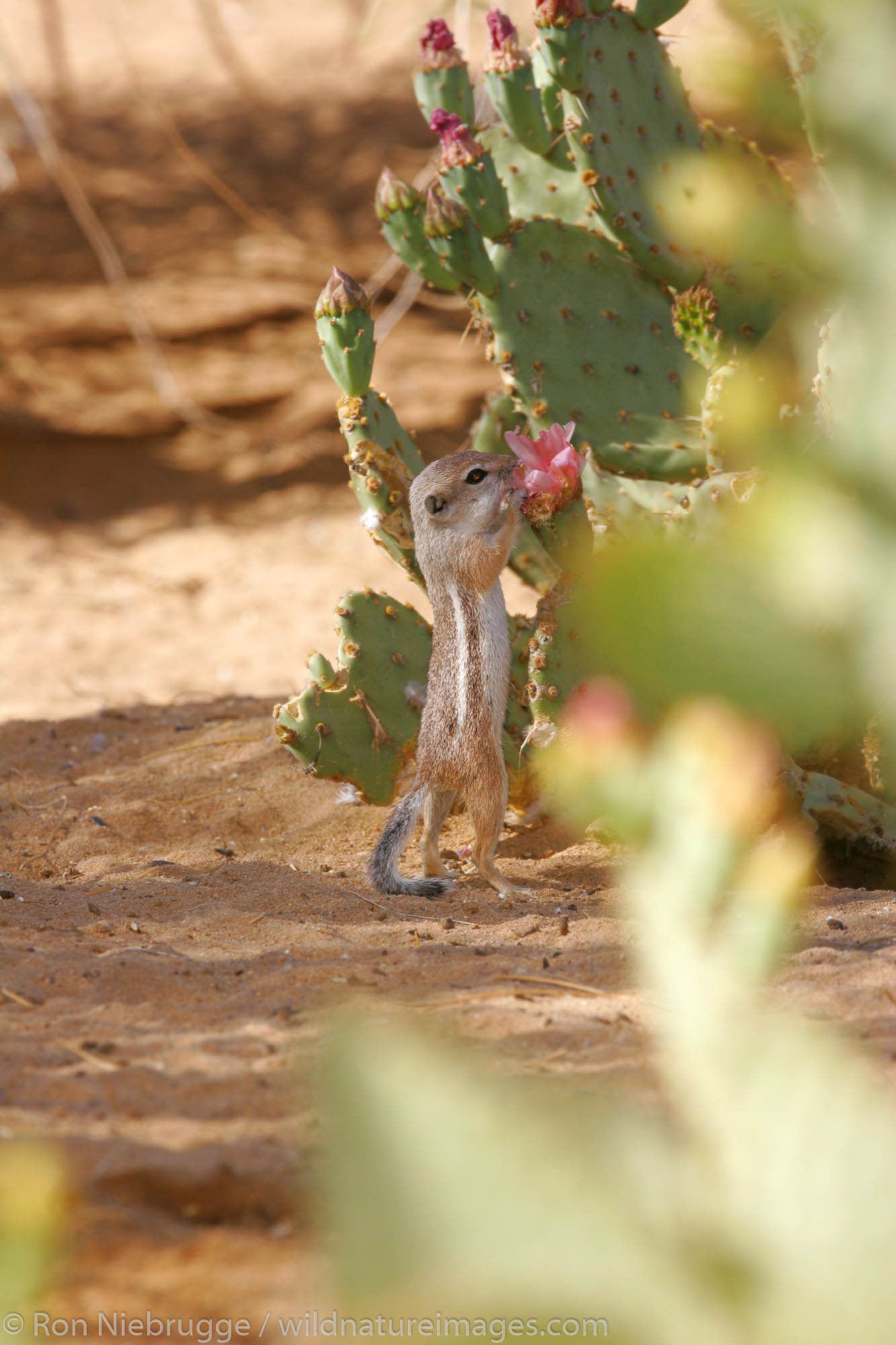 White-tailed Antelope Squirrel, Pioneertown, Mojave Desert, California.