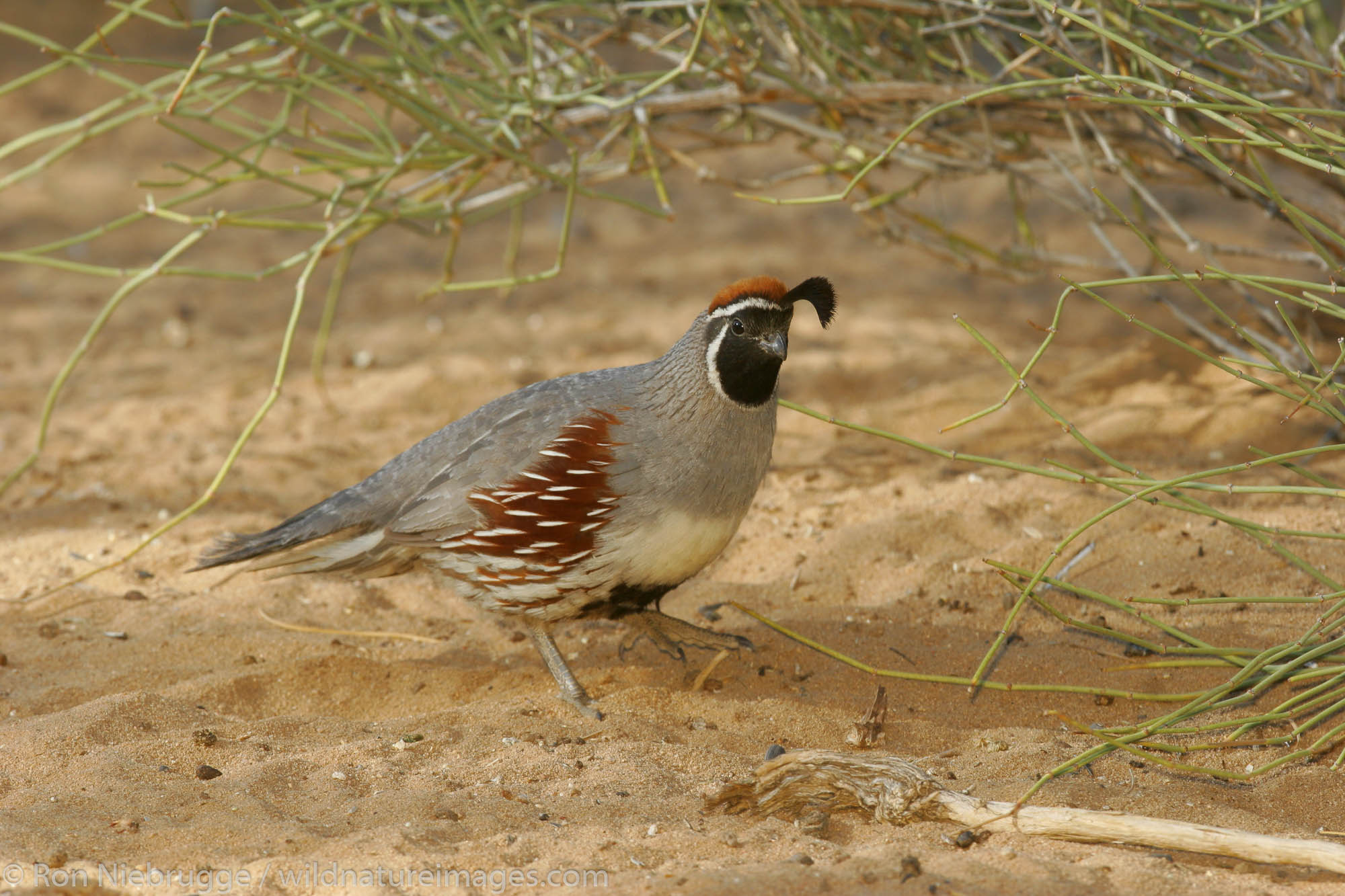 Gambel's Quail adult with babies, Pioneertown, Mojave Desert, California.