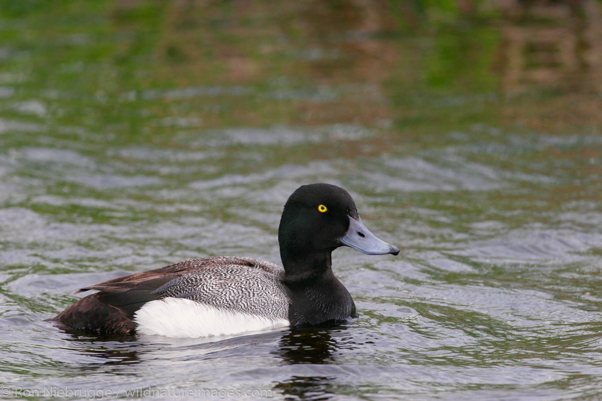 Scaup, Potter's Marsh, Anchorage, Alaska