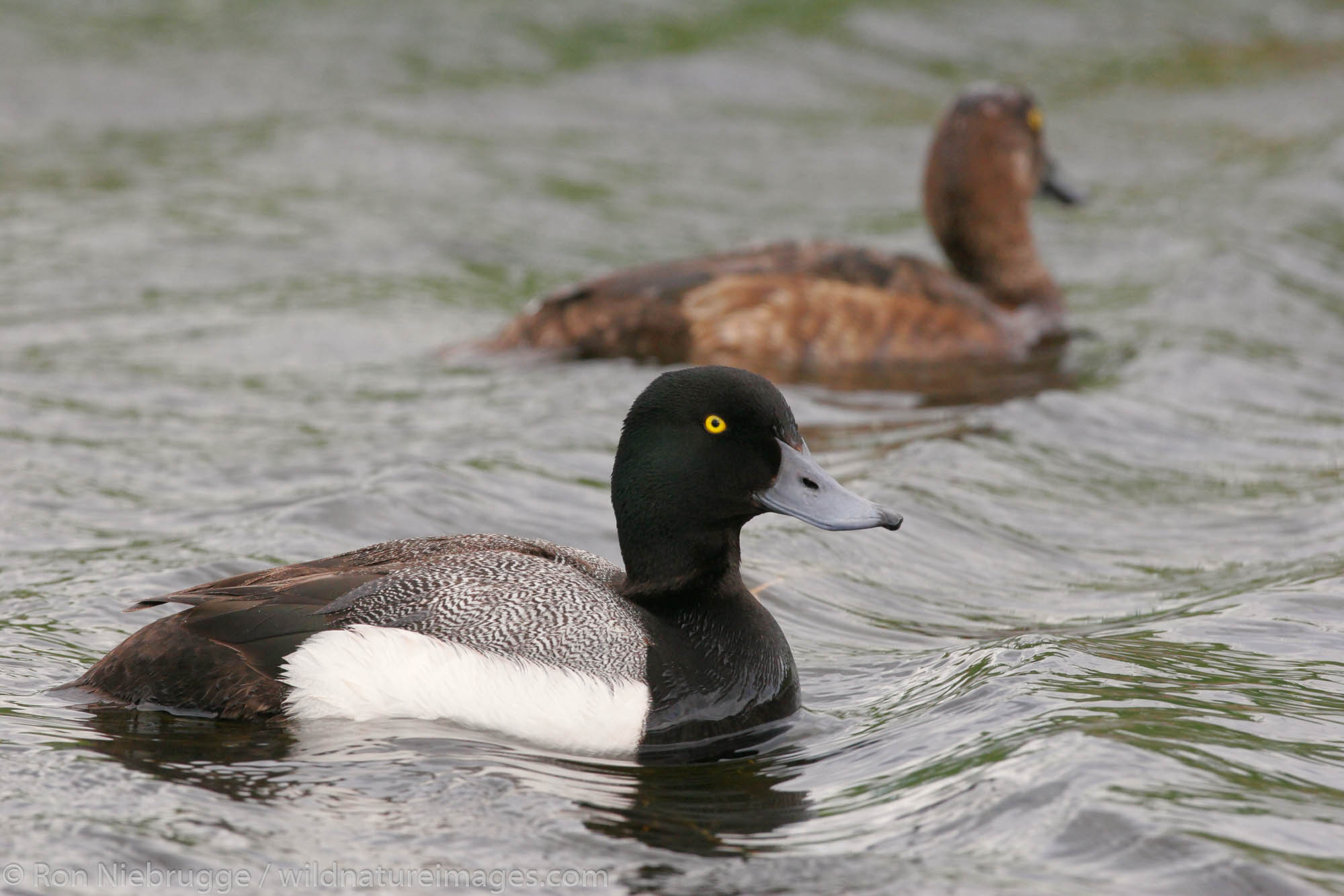 Scaup, Potter's Marsh, Anchorage, Alaska