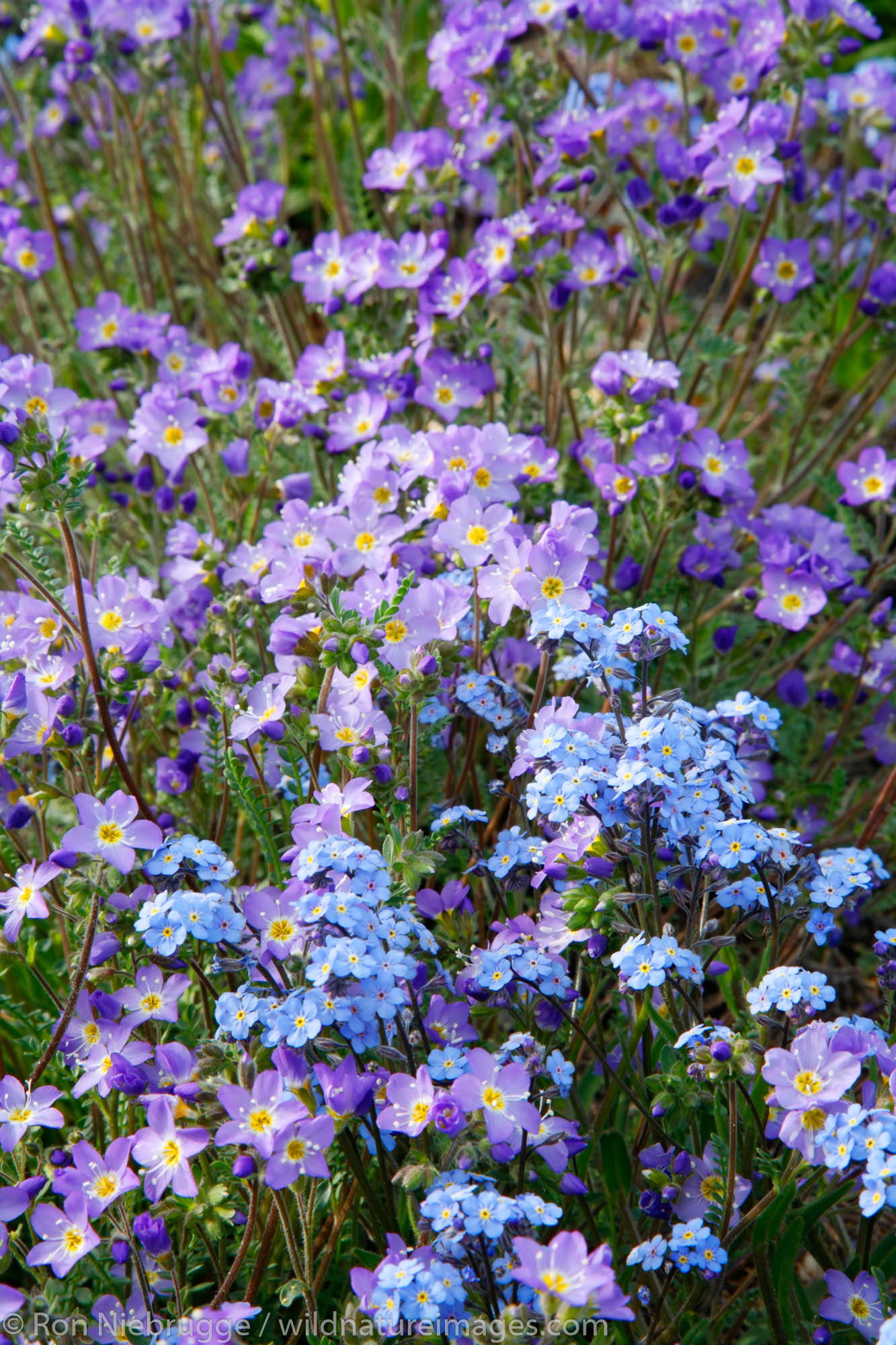 Beautiful Jacob's Ladder and Alpine Forget-Me-Not, Kenai Peninsula, Chugach National Forest, Alaska.