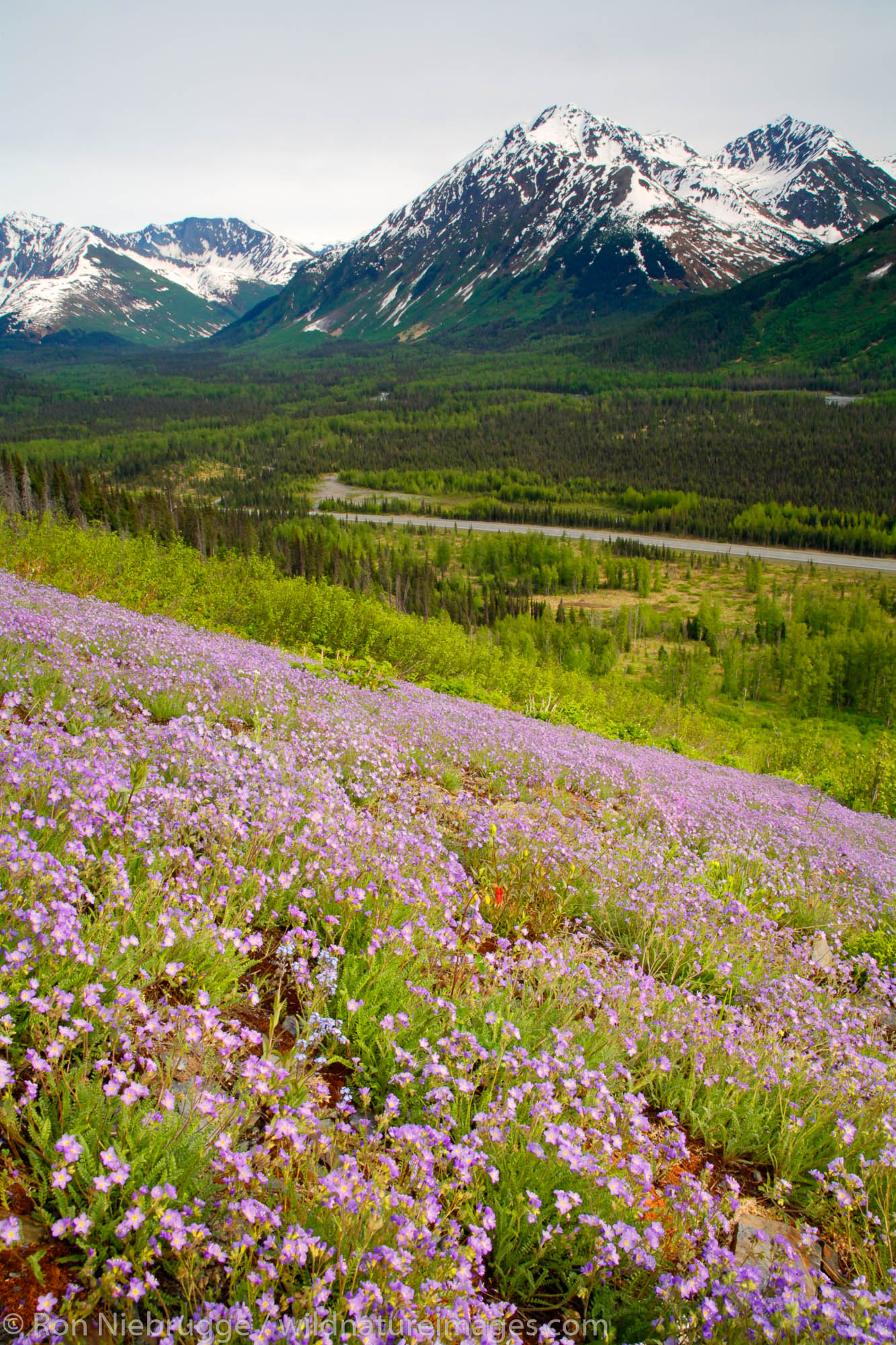 Wildflowers bloom along the Seward Highway, Kenai Peninsula, Chugach National Forest, Alaska.
