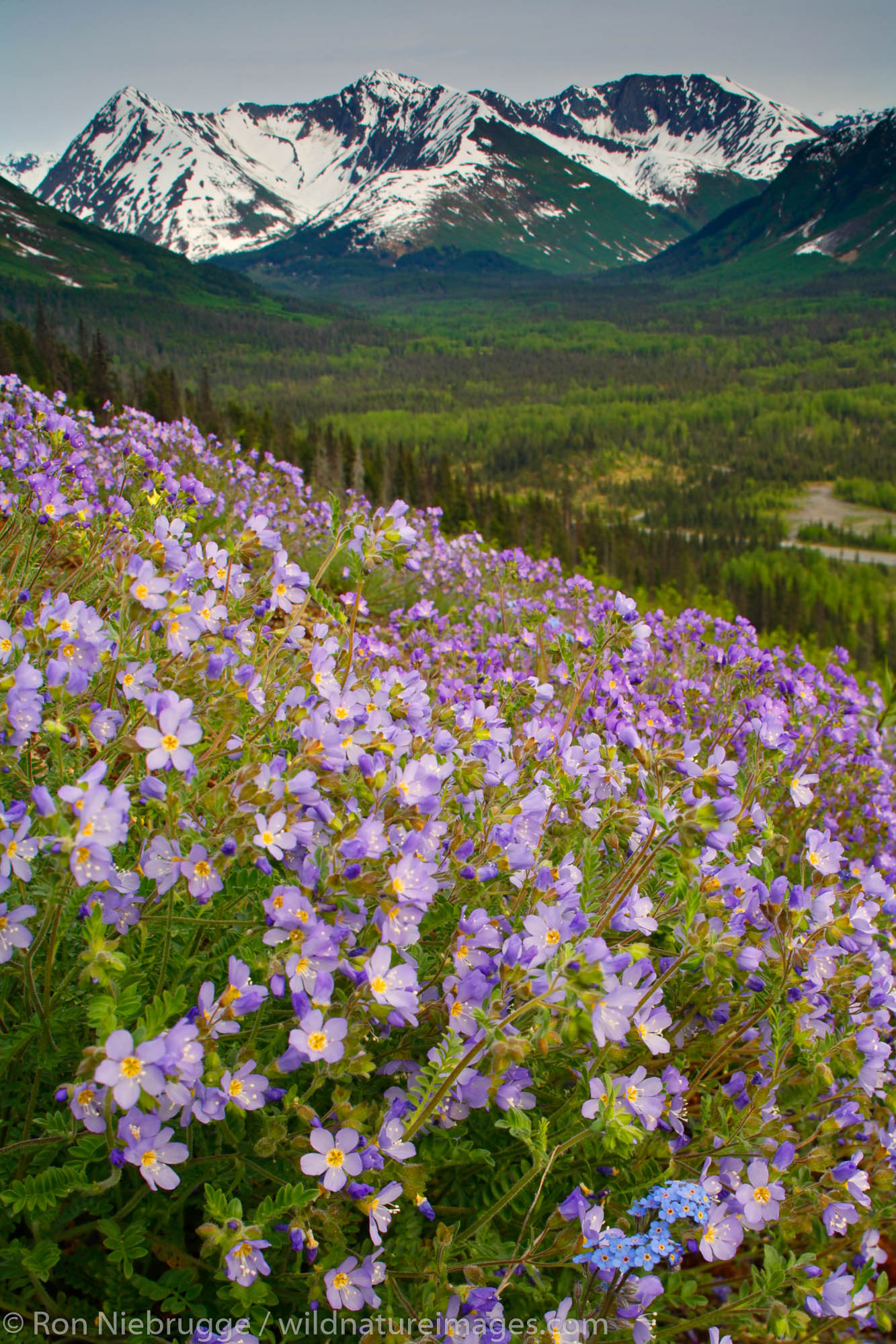 Wildflowers bloom along the Seward Highway, Kenai Peninsula, Chugach National Forest, Alaska.