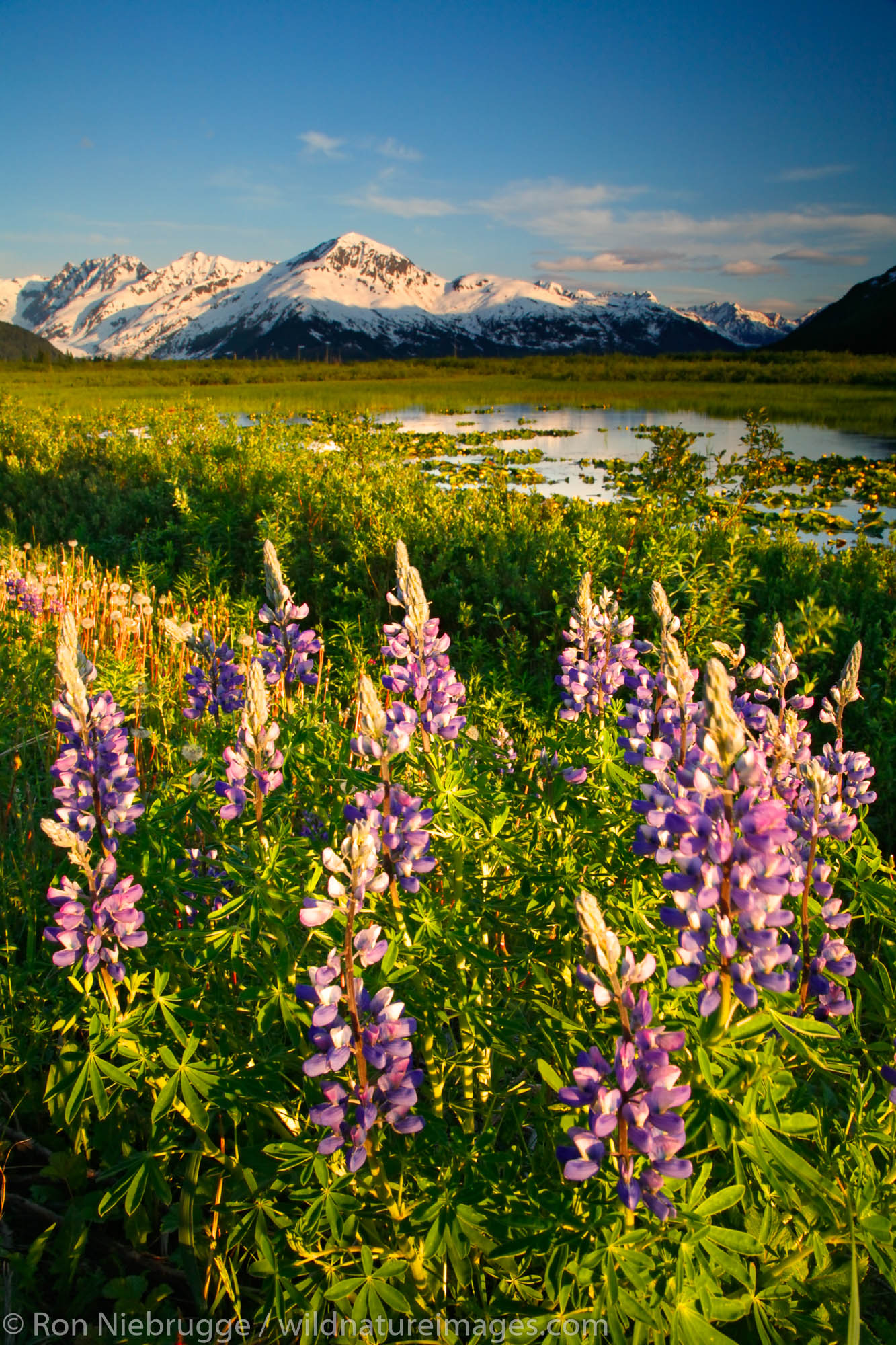 Lupine, Chugach National Forest, Alaska.