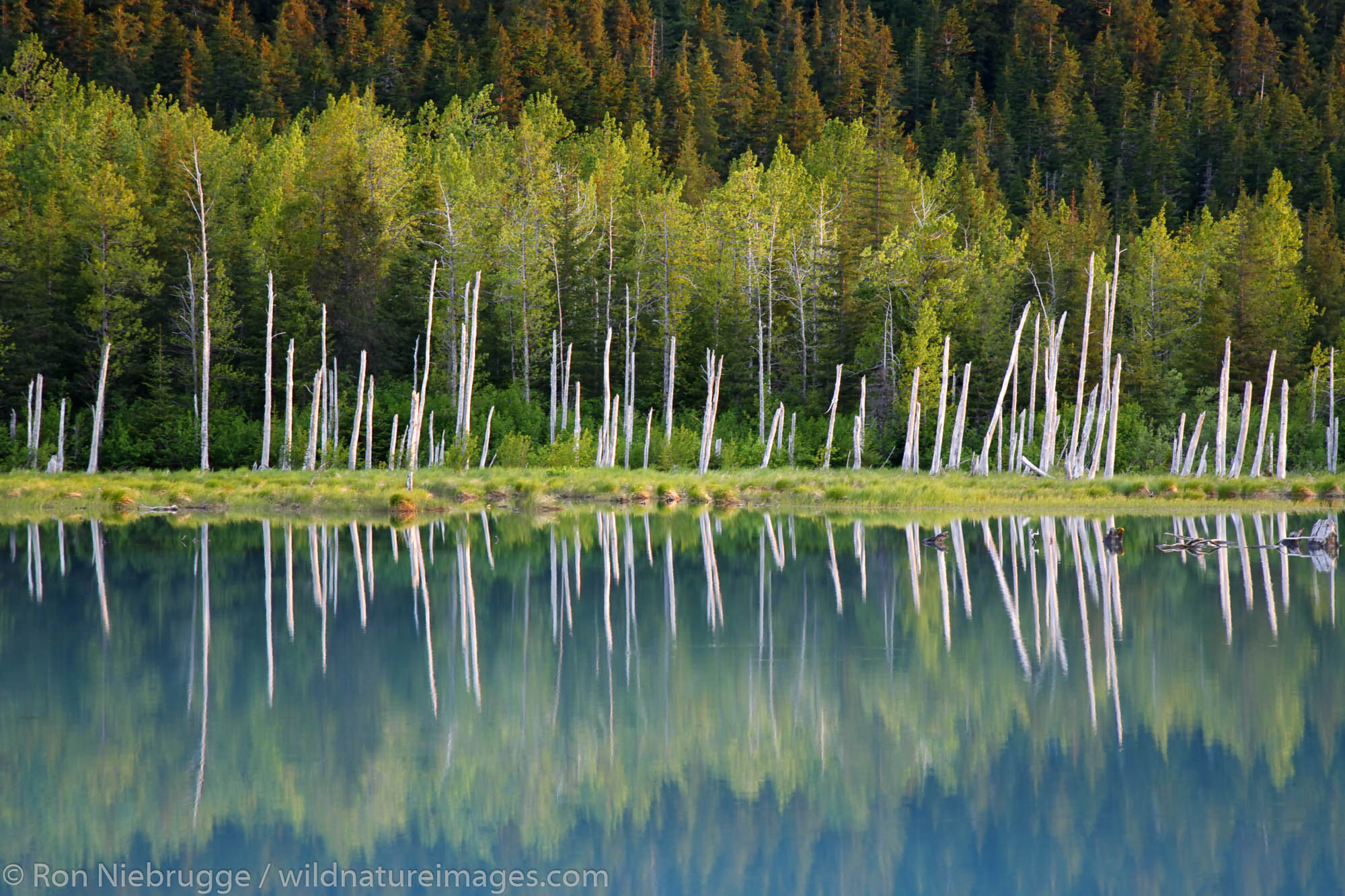 Standing dead trees known as a ghost forest, Portage Valley, Chugach National Forest, Alaska.