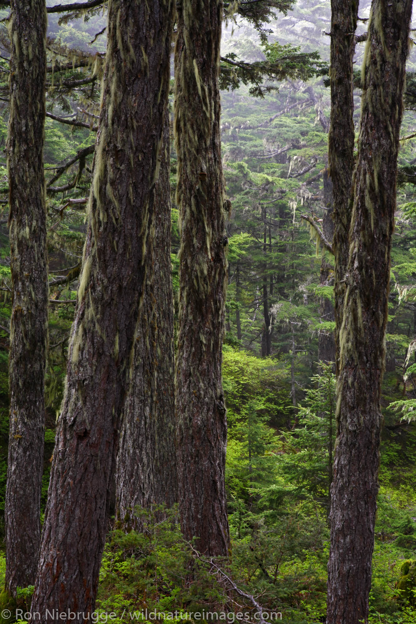 Trees along the Lost Lake Trail, Kenai Peninsula, Chugach National Forest, Alaska.