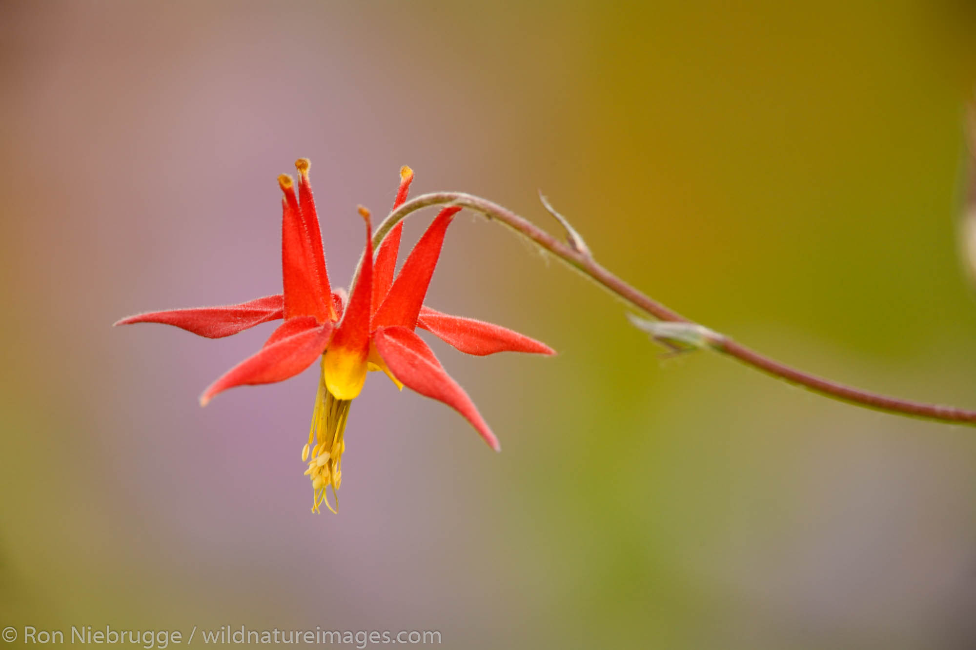 Western Columbine, Cordova, Copper River Delta, Chugach National Forest, Alaska.