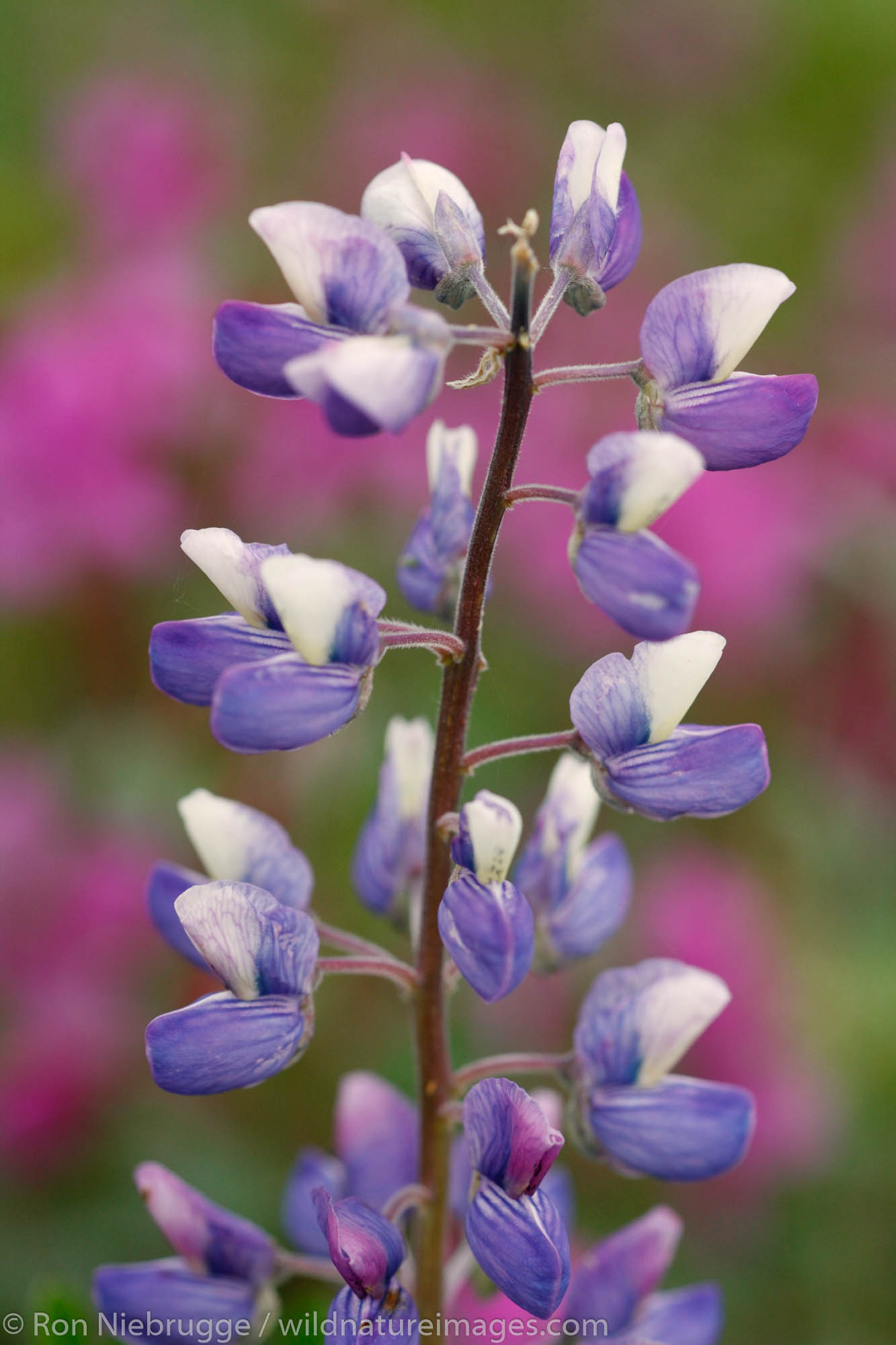 Wildflowers Lupine and Dwarf Fireweed, Cordova, Copper River Delta, Chugach National Forest, Alaska.