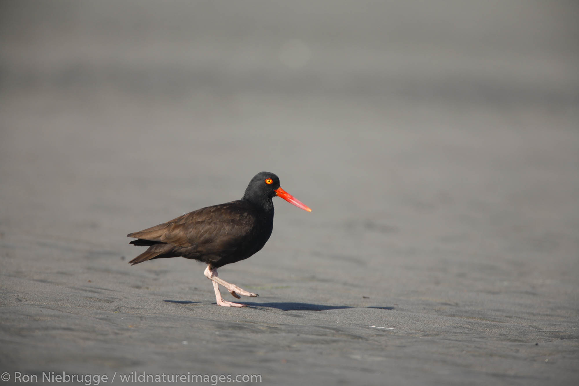 Black Oystercatcher, Prince William Sound, Cordova, Chugach National Forest, Alaska.