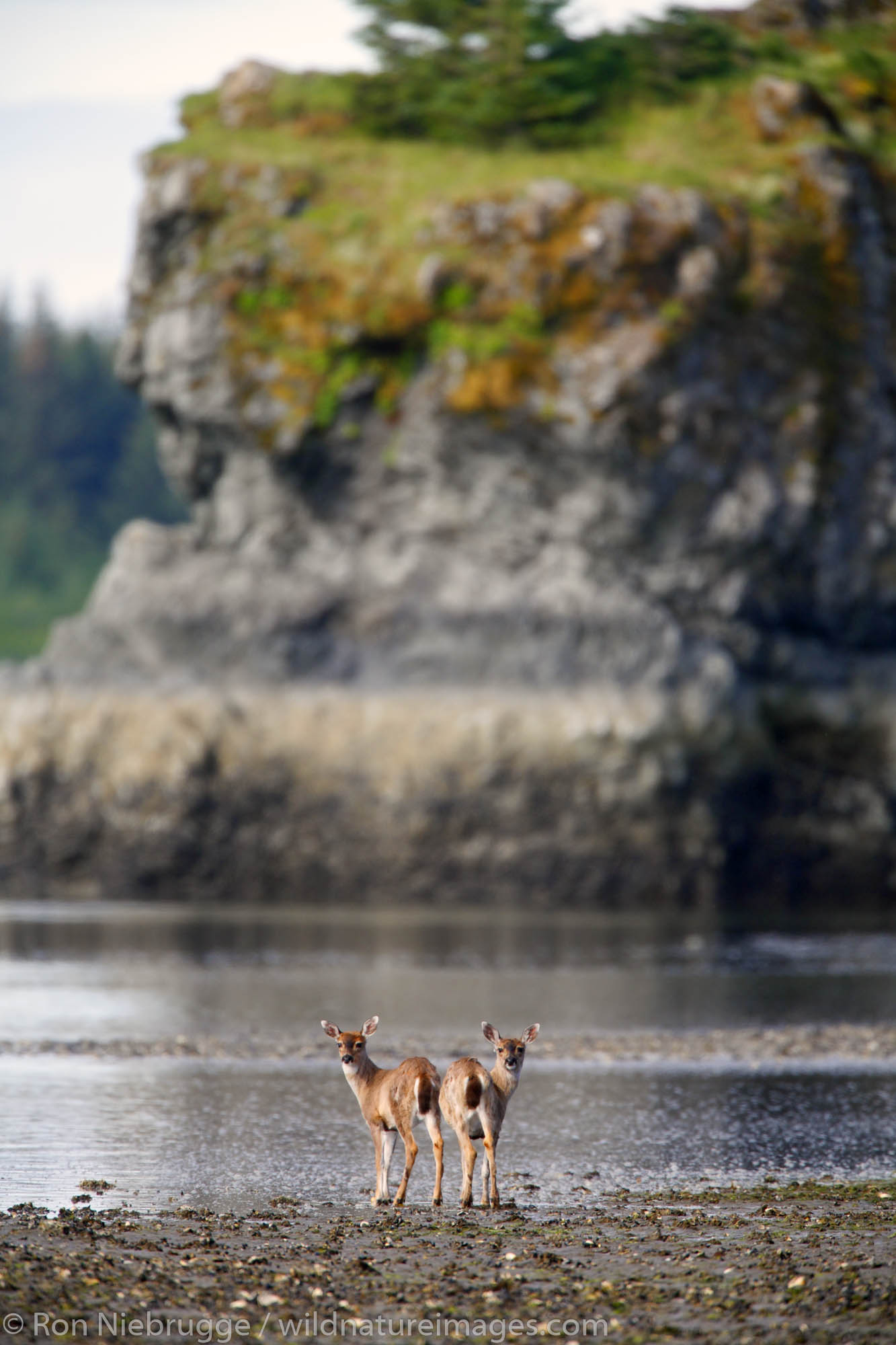 Sitka Black-tailed Deer, Hawkins Island, Prince William Sound, Cordova, Chugach National Forest, Alaska.
