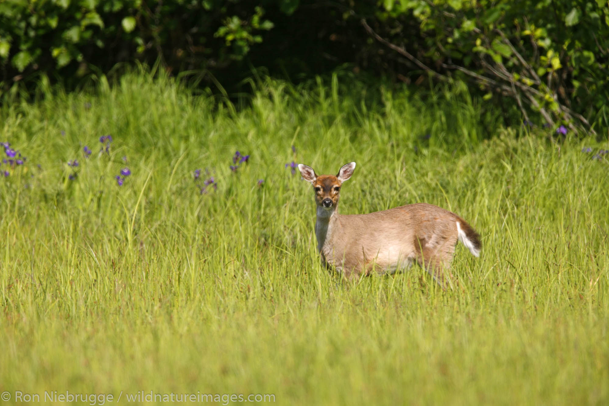 Sitka Black-tailed Deer, Hawkins Island, Prince William Sound, Cordova, Chugach National Forest Alaska.