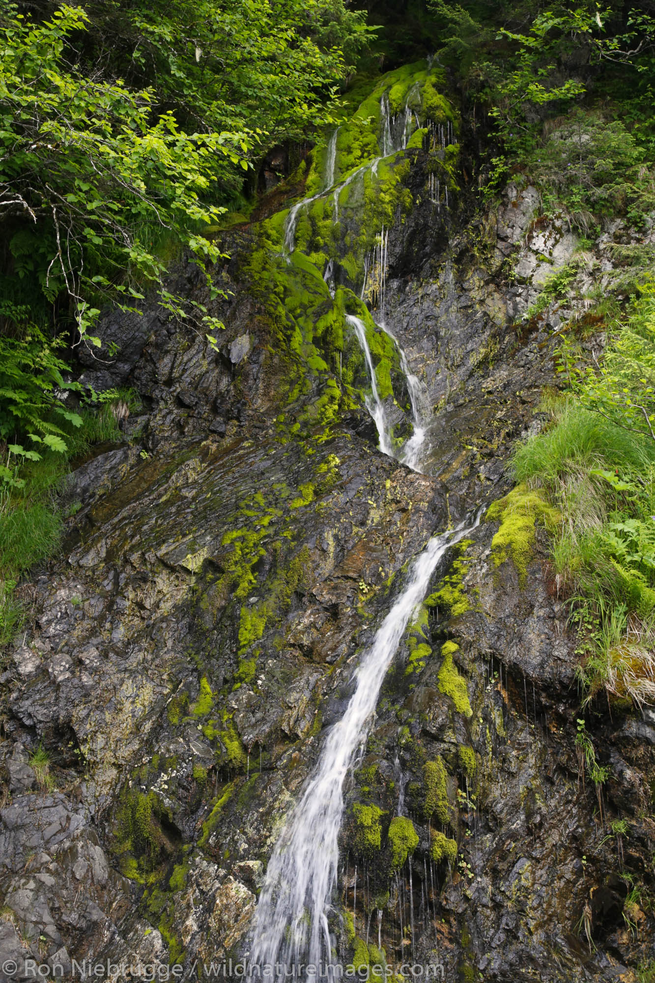 Rainforest waterfall, Cordova, Chugach National Forest, Alaska.