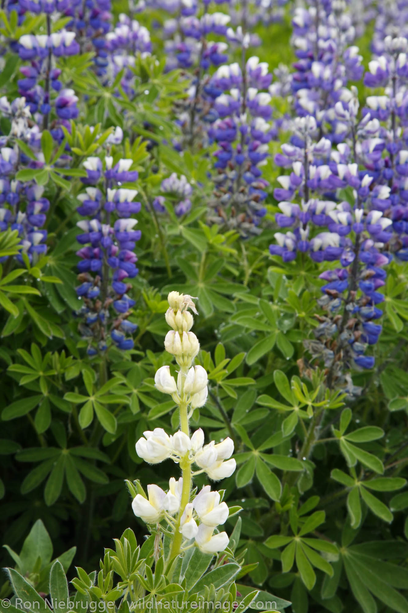 Lupine, Cordova, Chugach National Forest, Alaska.