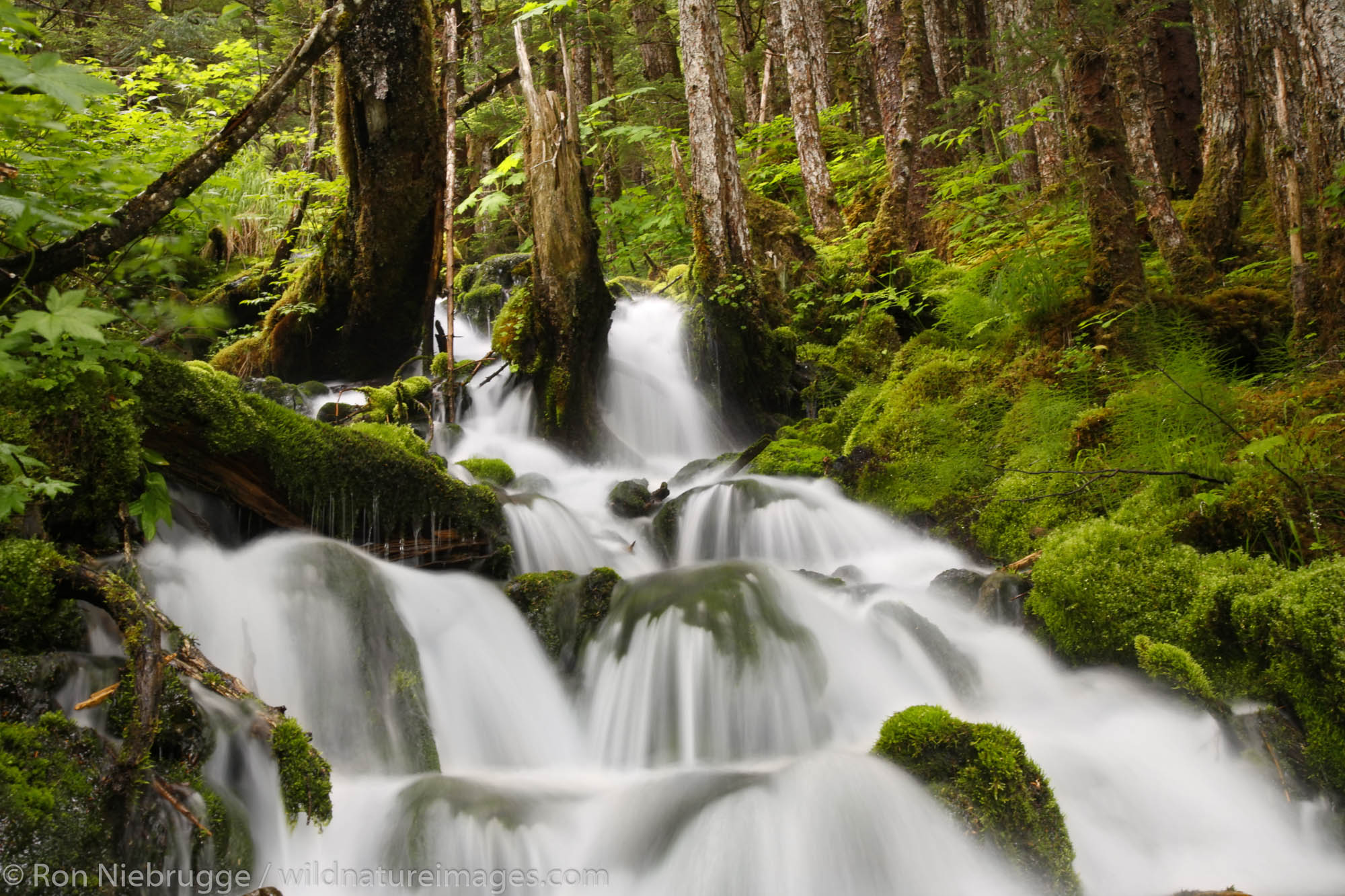 Waterfall in rainforest along Power Creek Road, Cordova, Chugach National Forest Alaska.