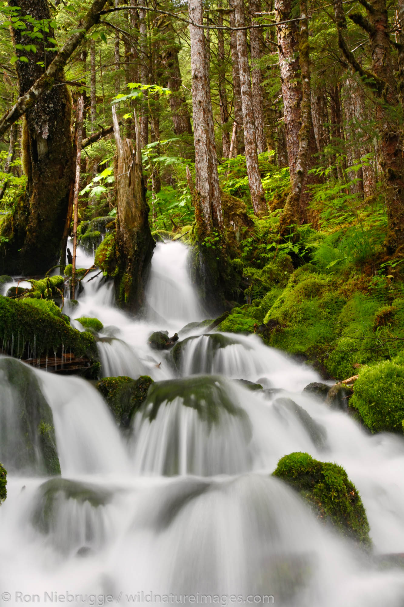 Waterfall in rainforest along Power Creek Road, Cordova, Chugach National Forest Alaska.