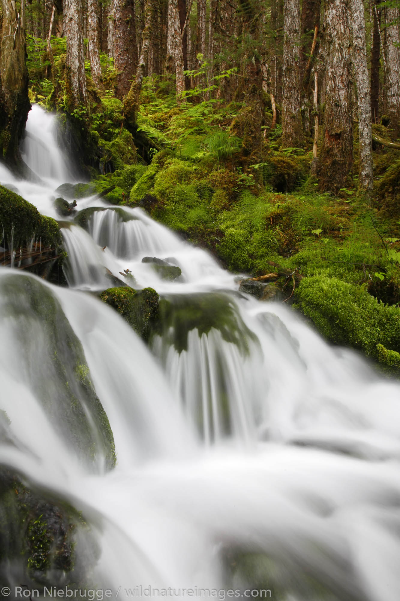 Waterfall in rainforest along Power Creek Road, Cordova, Chugach National Forest Alaska.