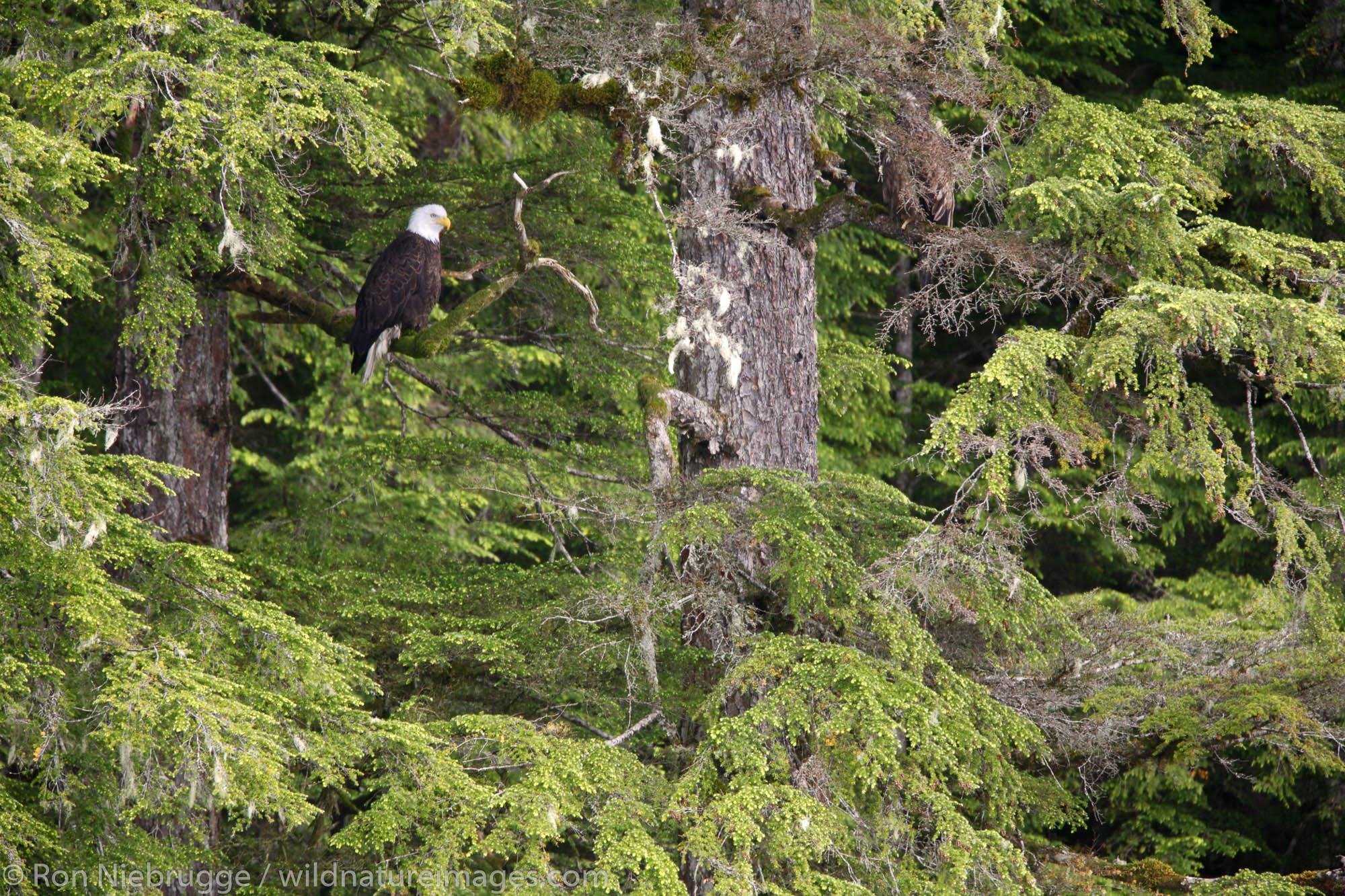 Bald Eagle, Cordova, Chugach National Forest, Alaska.