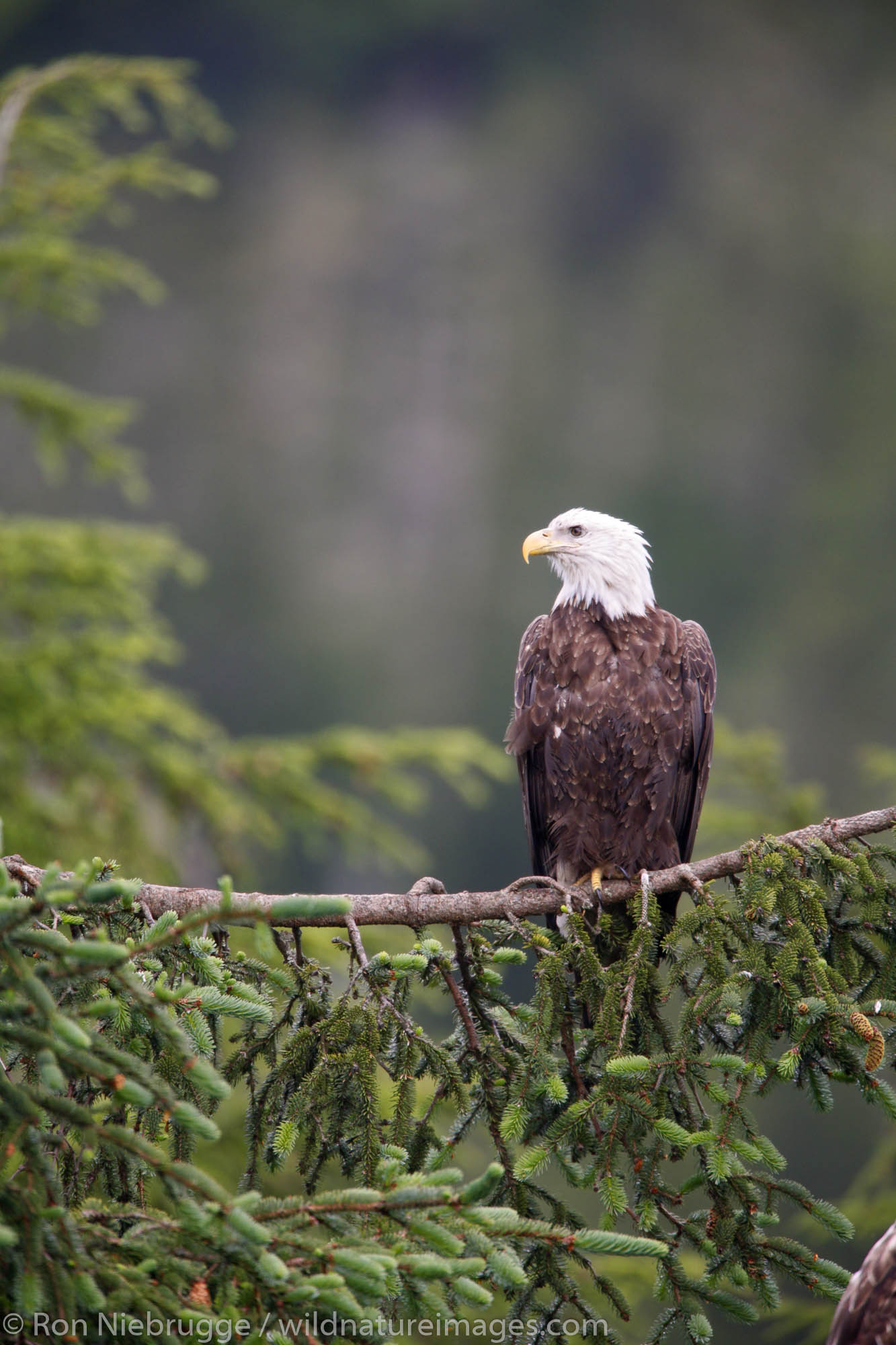 Bald Eagle, Cordova, Chugach National Forest, Alaska.