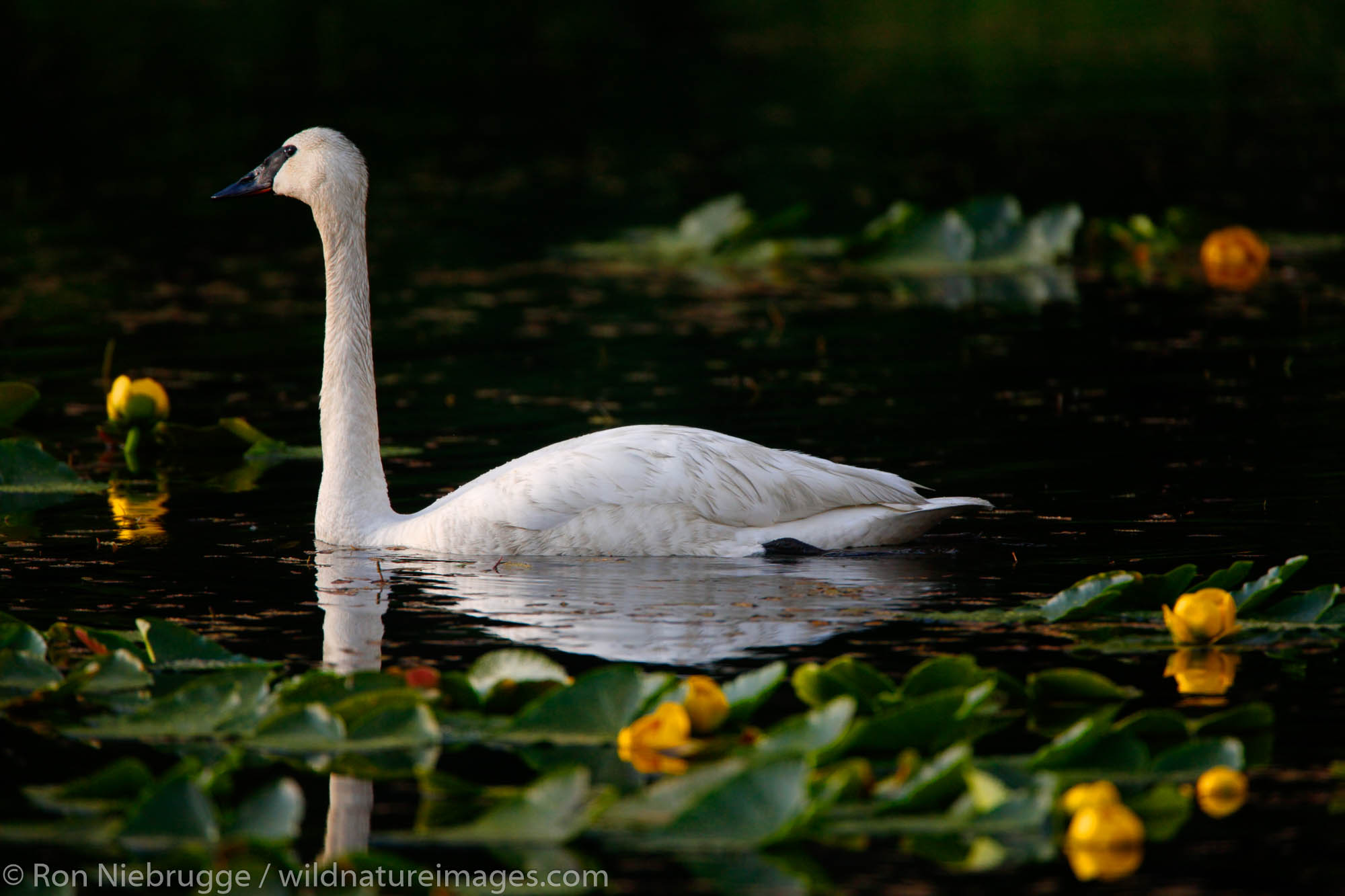 Trumpeter Swan, Copper River Delta, Cordova, Chugach National Forest, Alaska.
