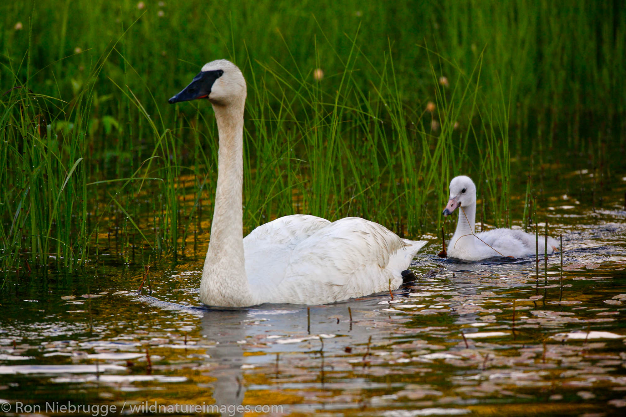 Trumpeter Swans with cygnets, Copper River Delta, Cordova, Chugach National Forest, Alaska.