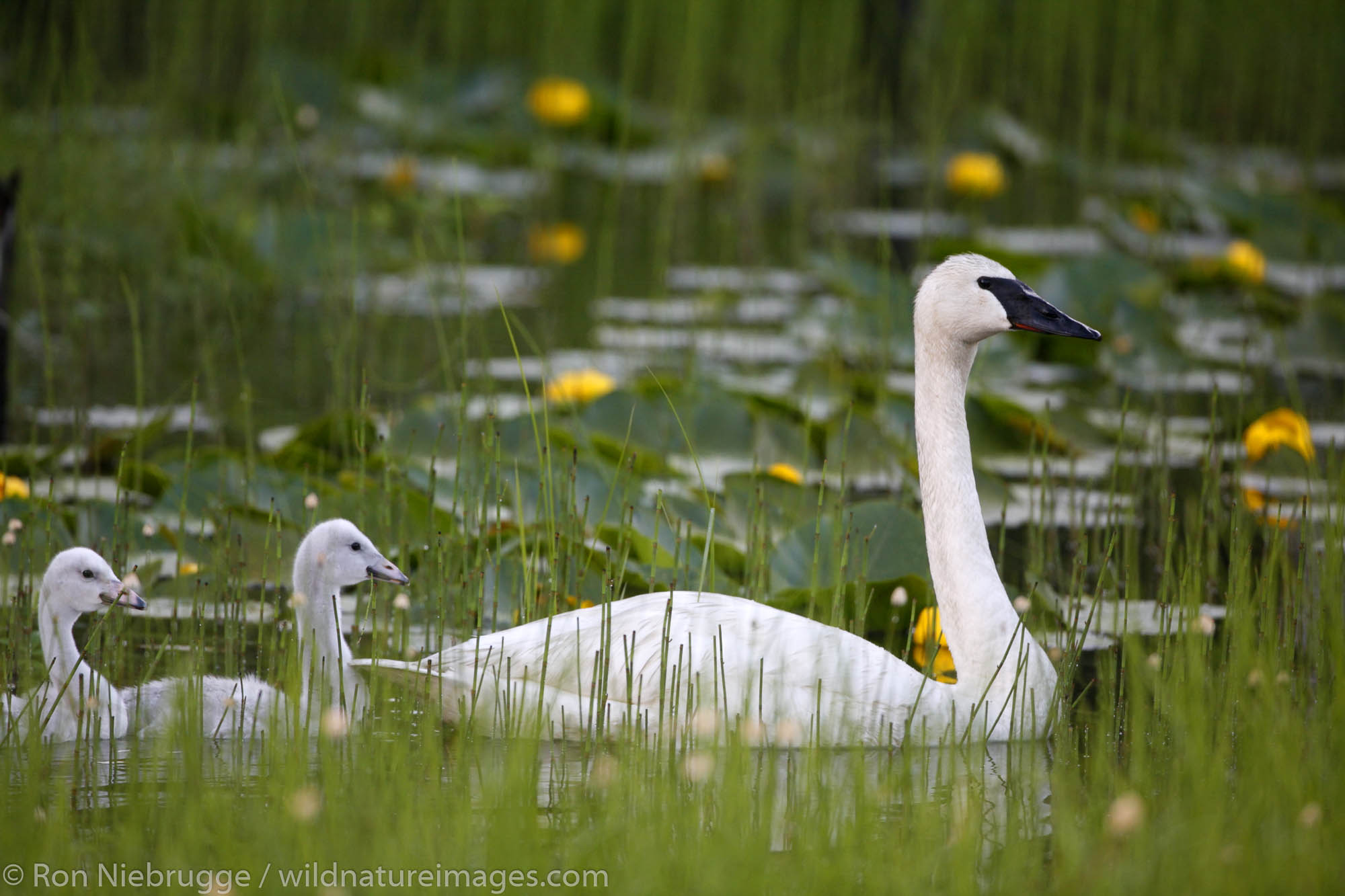 Trumpeter Swans with cygnets, Copper River Delta, Cordova, Chugach National Forest, Alaska.