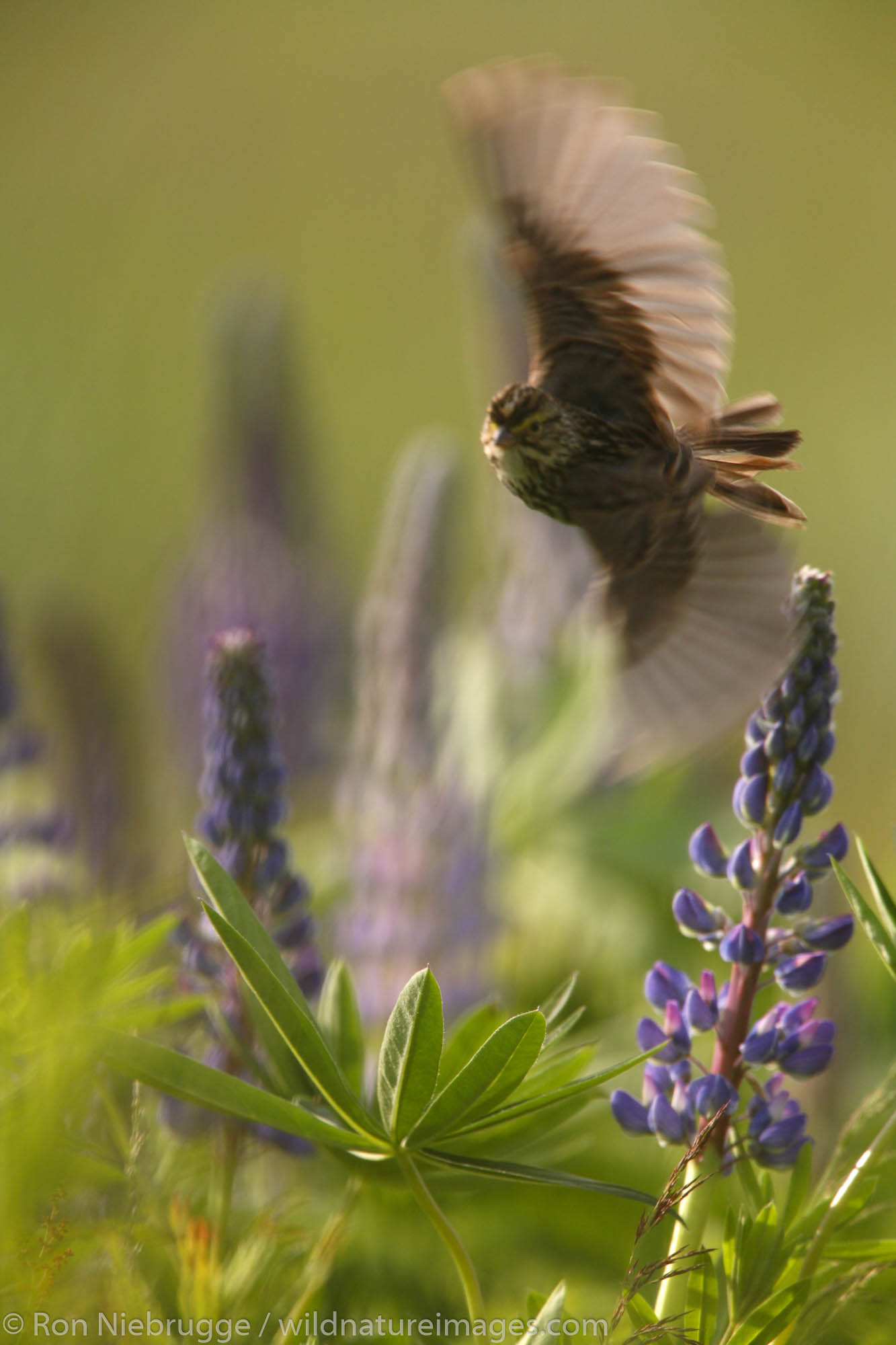 Savannah Sparrow perched on Lupine, Kenai Peninsula, Chugach National Forest, Alaska.
