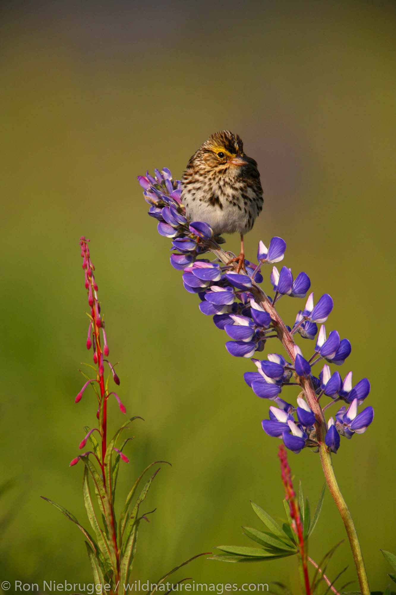 Savannah Sparrow perched on Lupine, Kenai Peninsula, Chugach National Forest, Alaska.