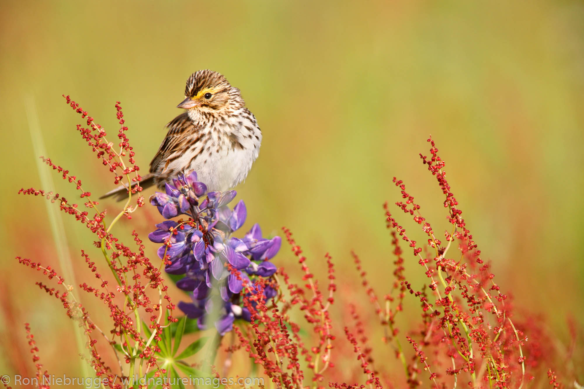 Savannah Sparrow perched on Lupine, Kenai Peninsula, Chugach National Forest, Alaska.