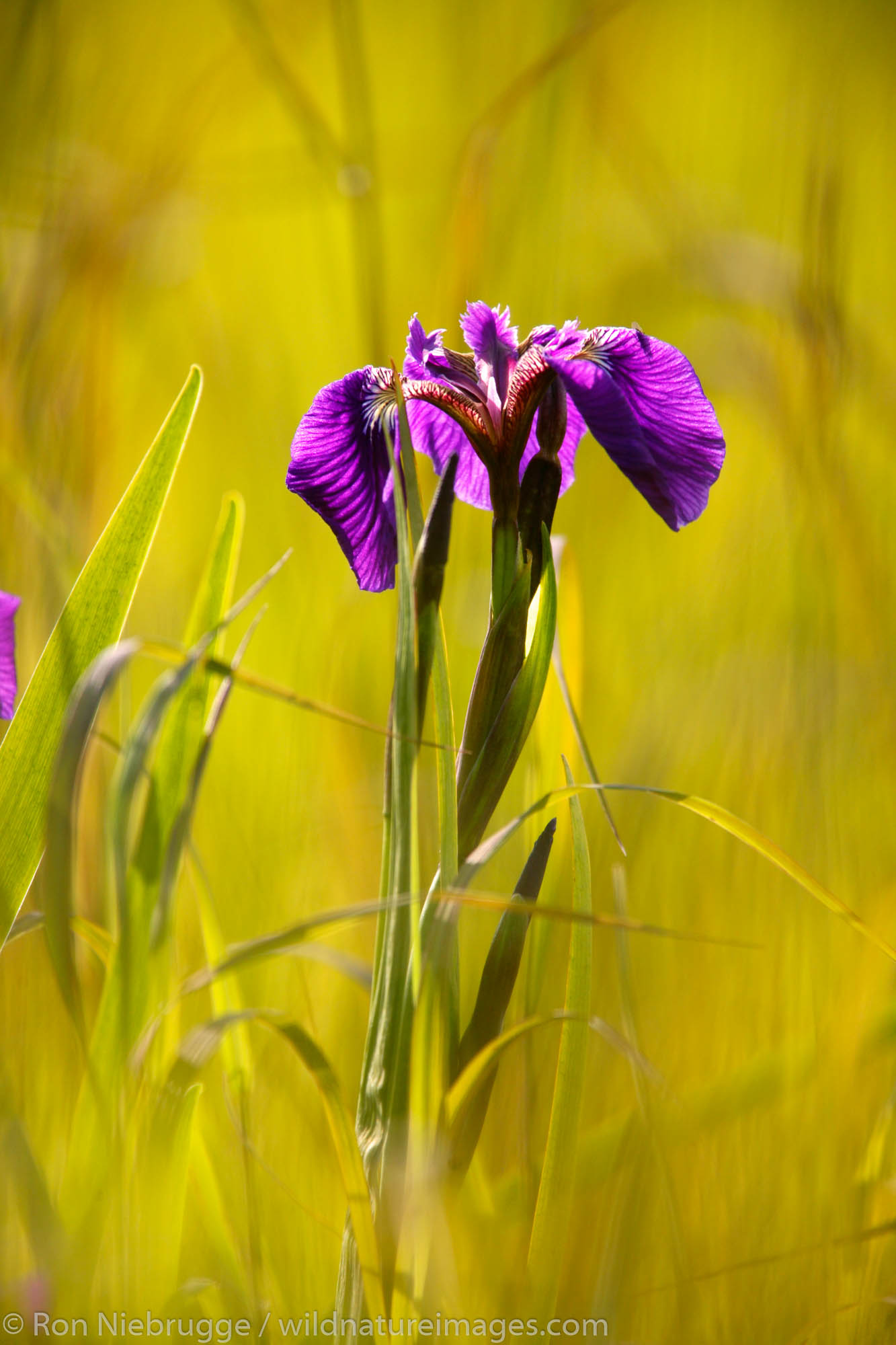 Wild Iris, Kenai Peninsula, Chugach National Forest,  Alaska.