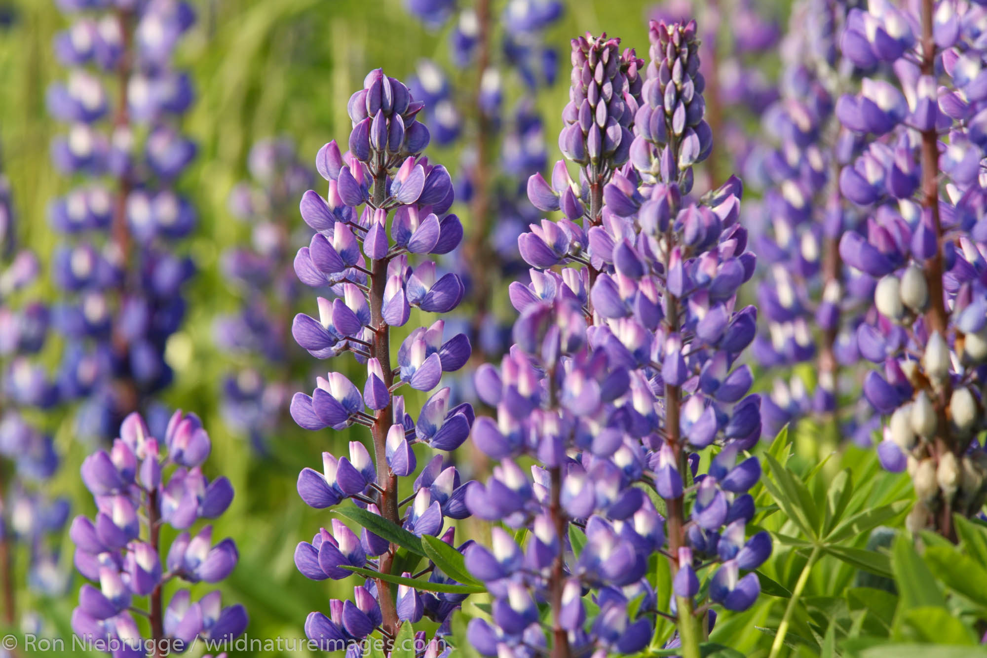 Lupine, Kenai Peninsula, Chugach National Forest, Alaska.