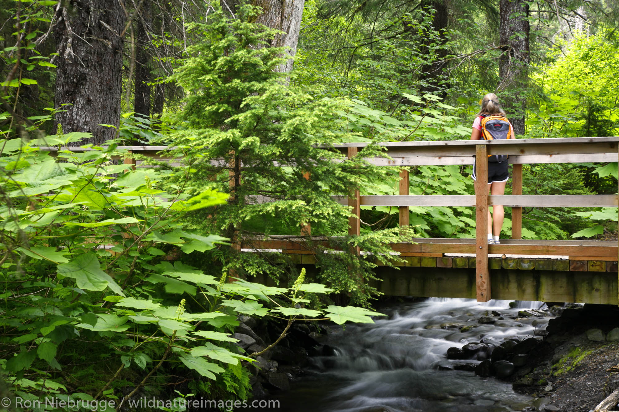 Hiker on Winner Creek Gorge Trail, Girdwood, Chugach National Forest, Alaska. (MR)