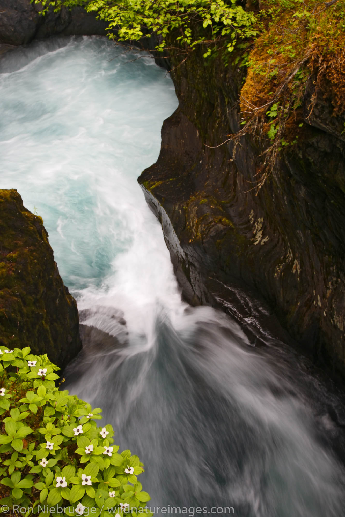 Winner Creek Gorge, from the Winner Creek Gorge Trail, Girdwood, Chugach National Forest, Alaska.